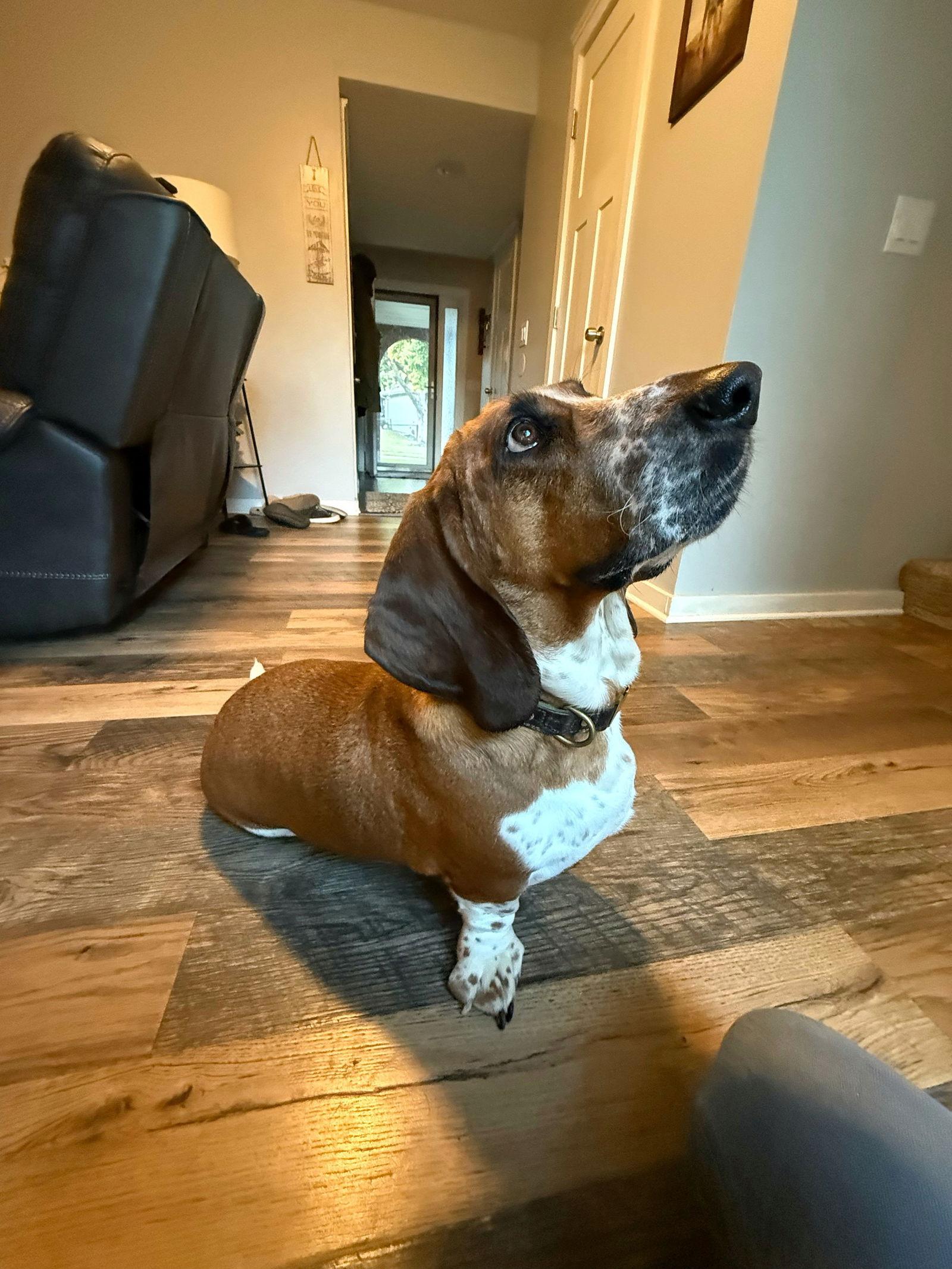 Clay, a Adoptable Basset Hound in Council Bluffs, IA image 1/3