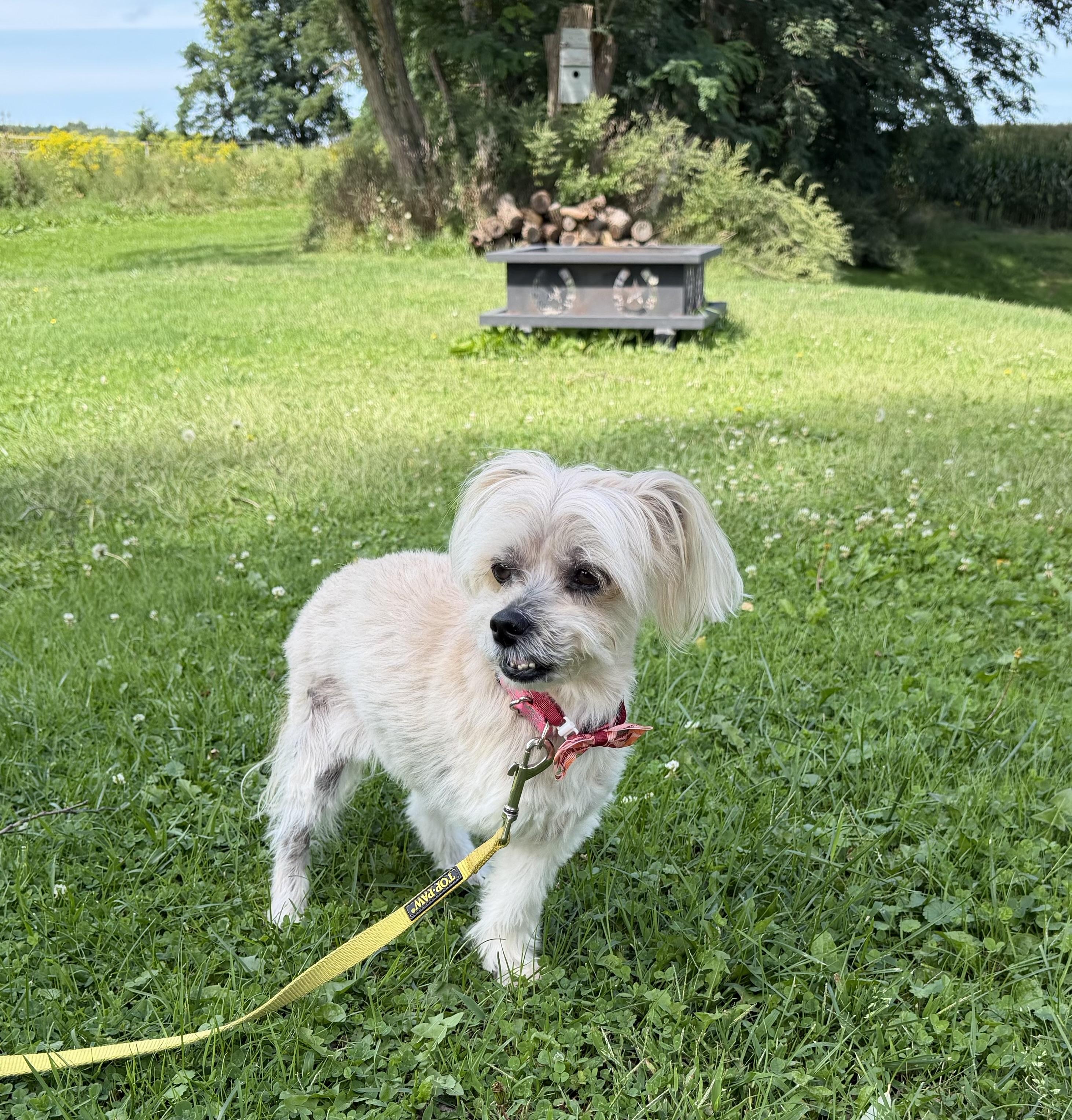 Enlarge Honey, a Adoptable Mixed Breed in Rochester , NY image 5/6