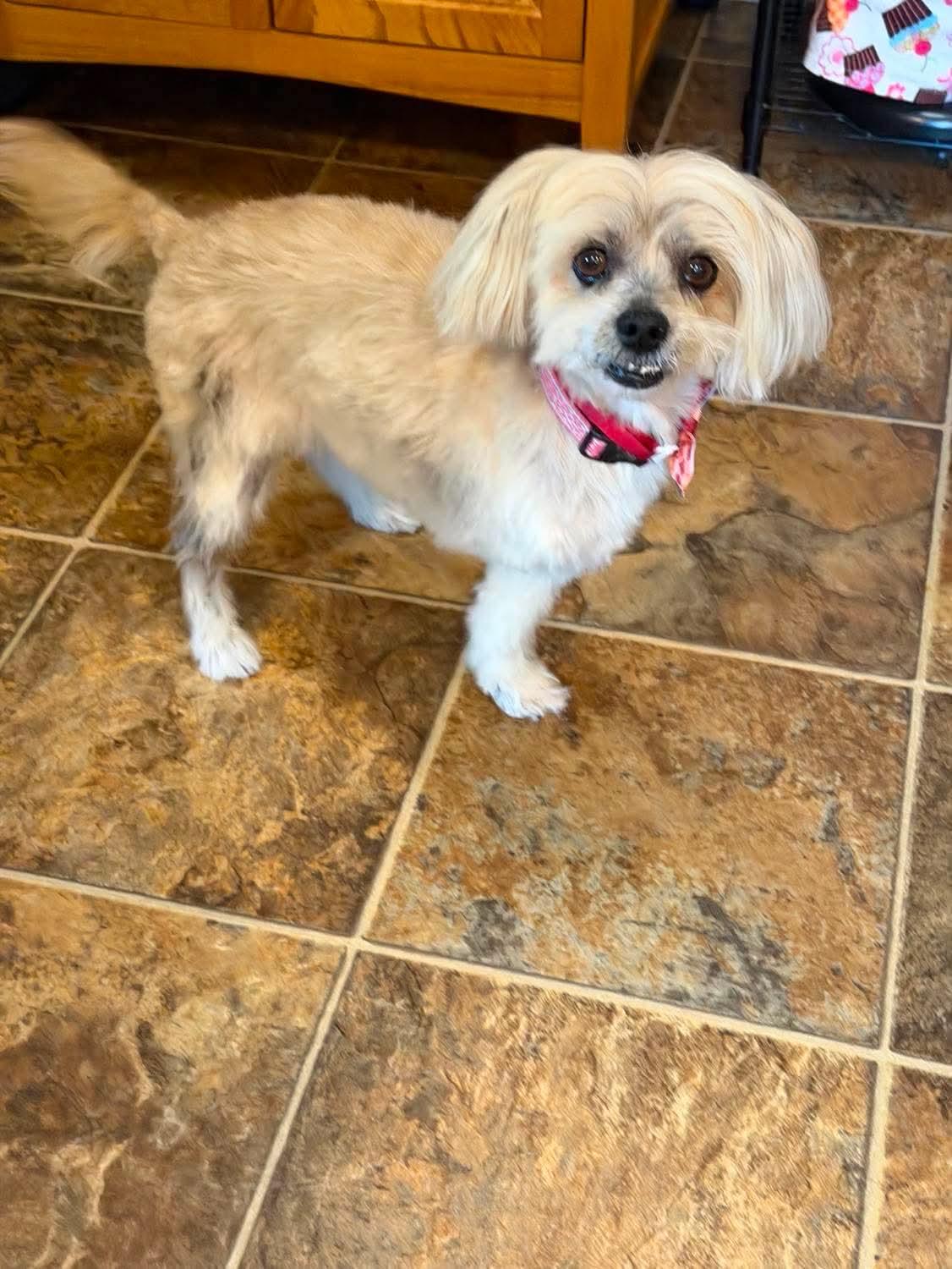 Enlarge Honey, a Adoptable Mixed Breed in Rochester , NY image 4/6