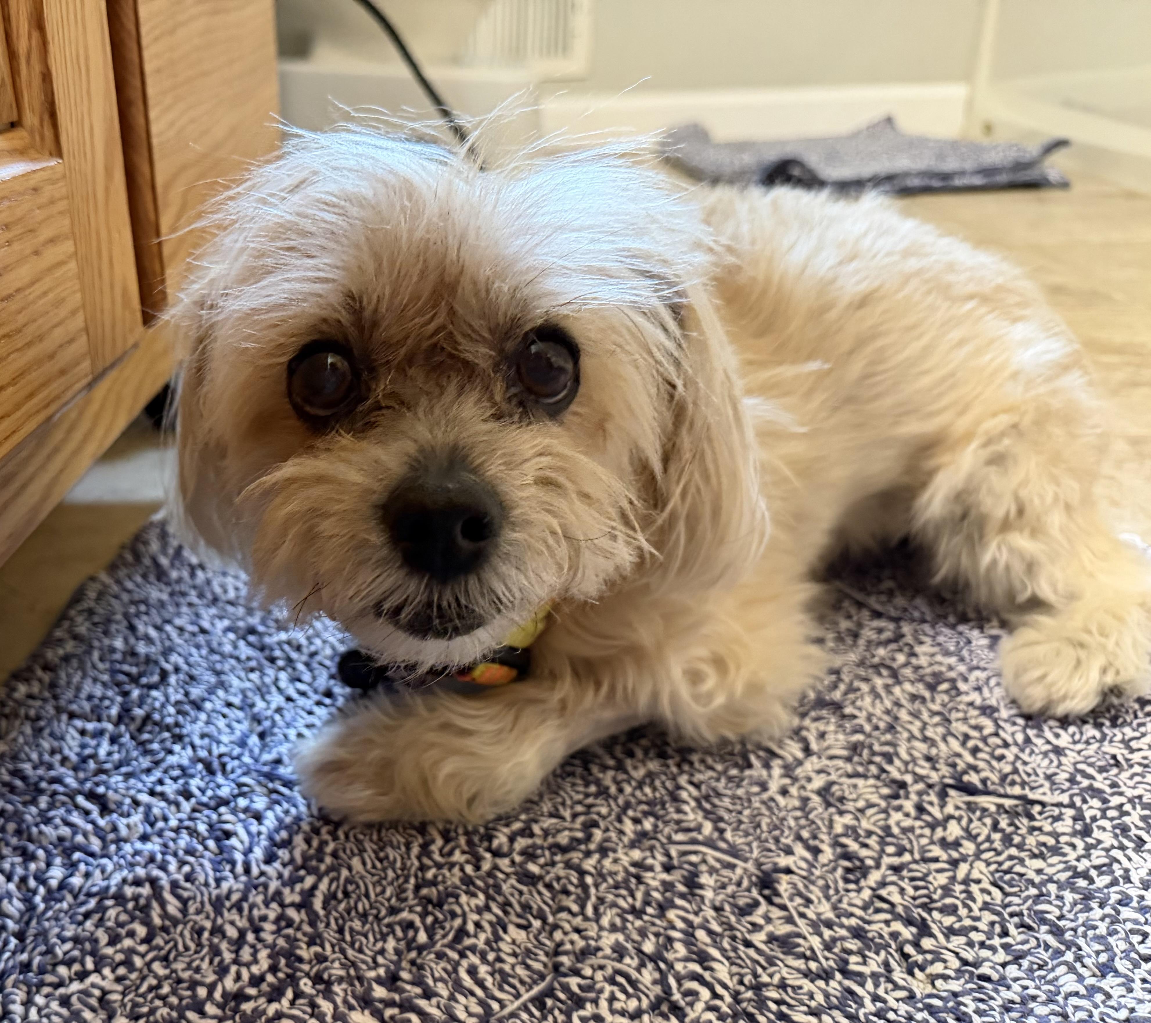 Enlarge Honey, a Adoptable Mixed Breed in Rochester , NY image 6/6