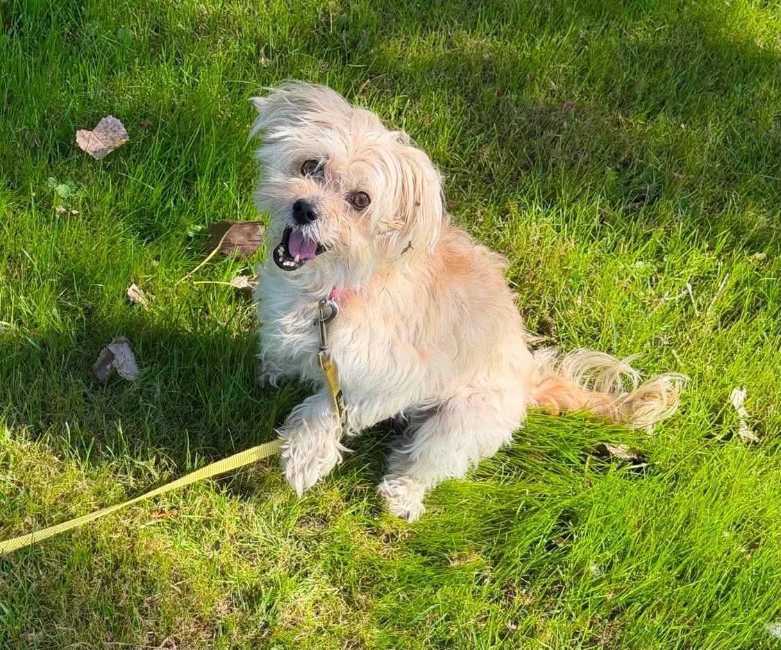 Enlarge Honey, a Adoptable Mixed Breed in Rochester , NY image 2/6