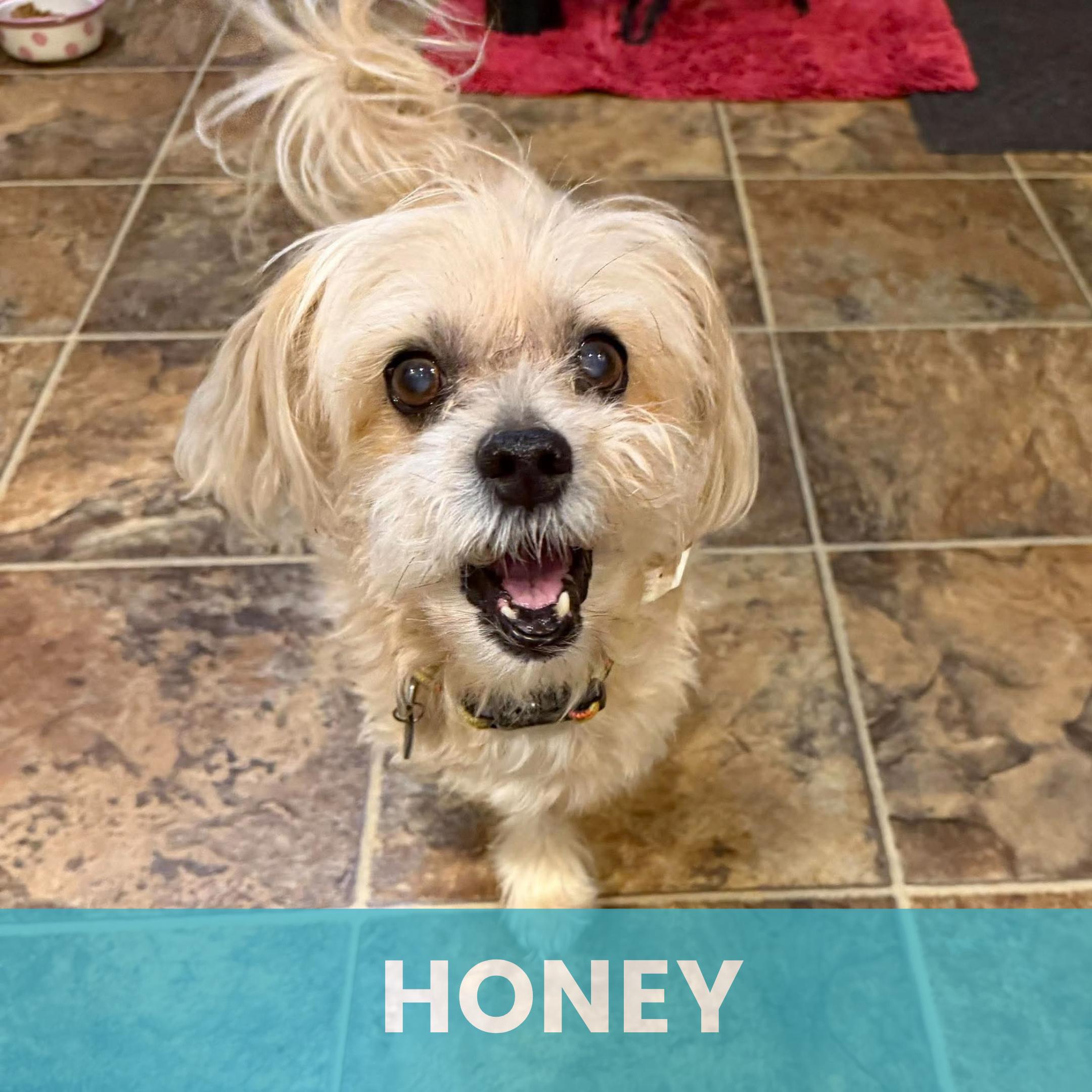 Honey, Adoptable, Senior Female Mixed Breed.