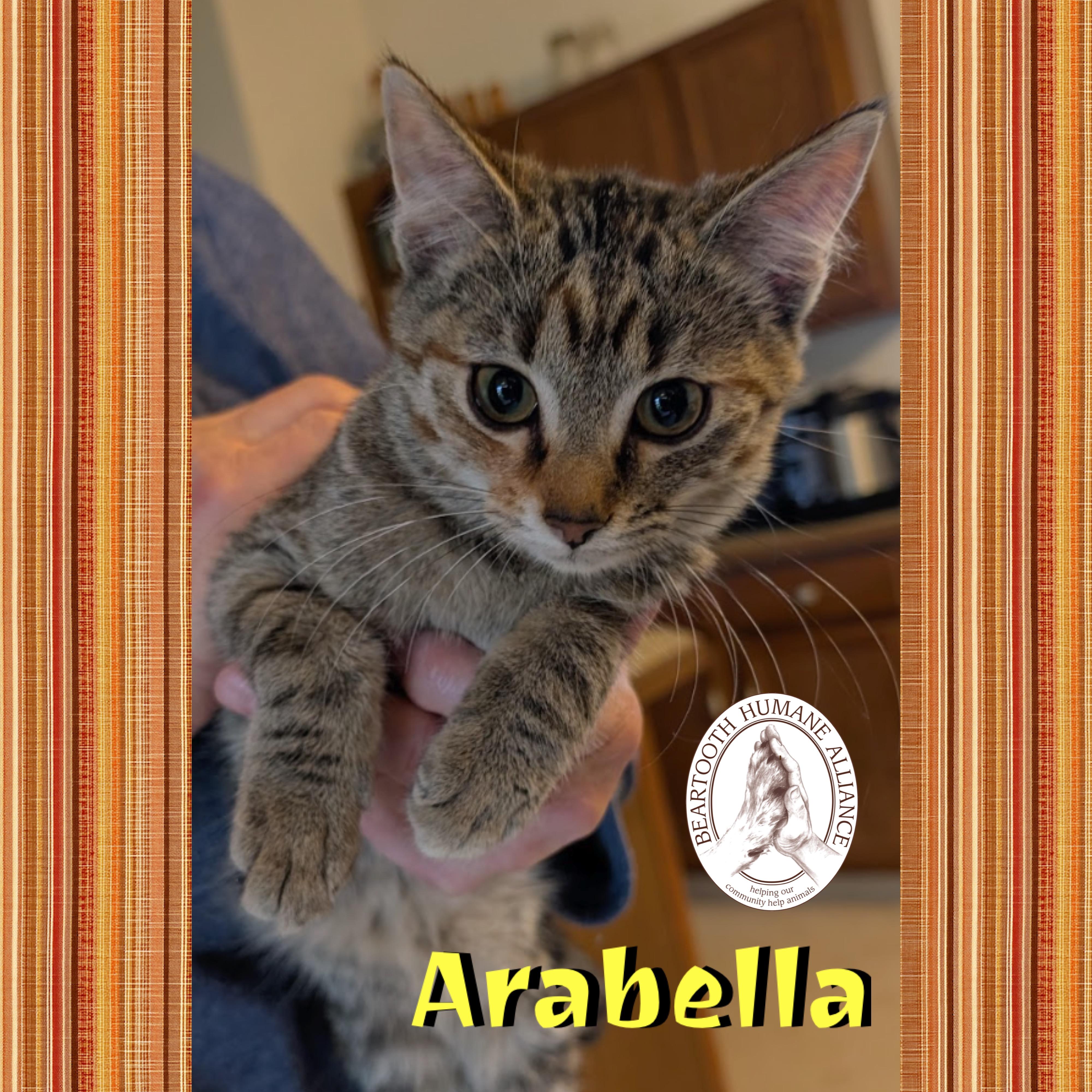 Arabella, a Adoptable mixed breed in Red Lodge, MT image 2/2