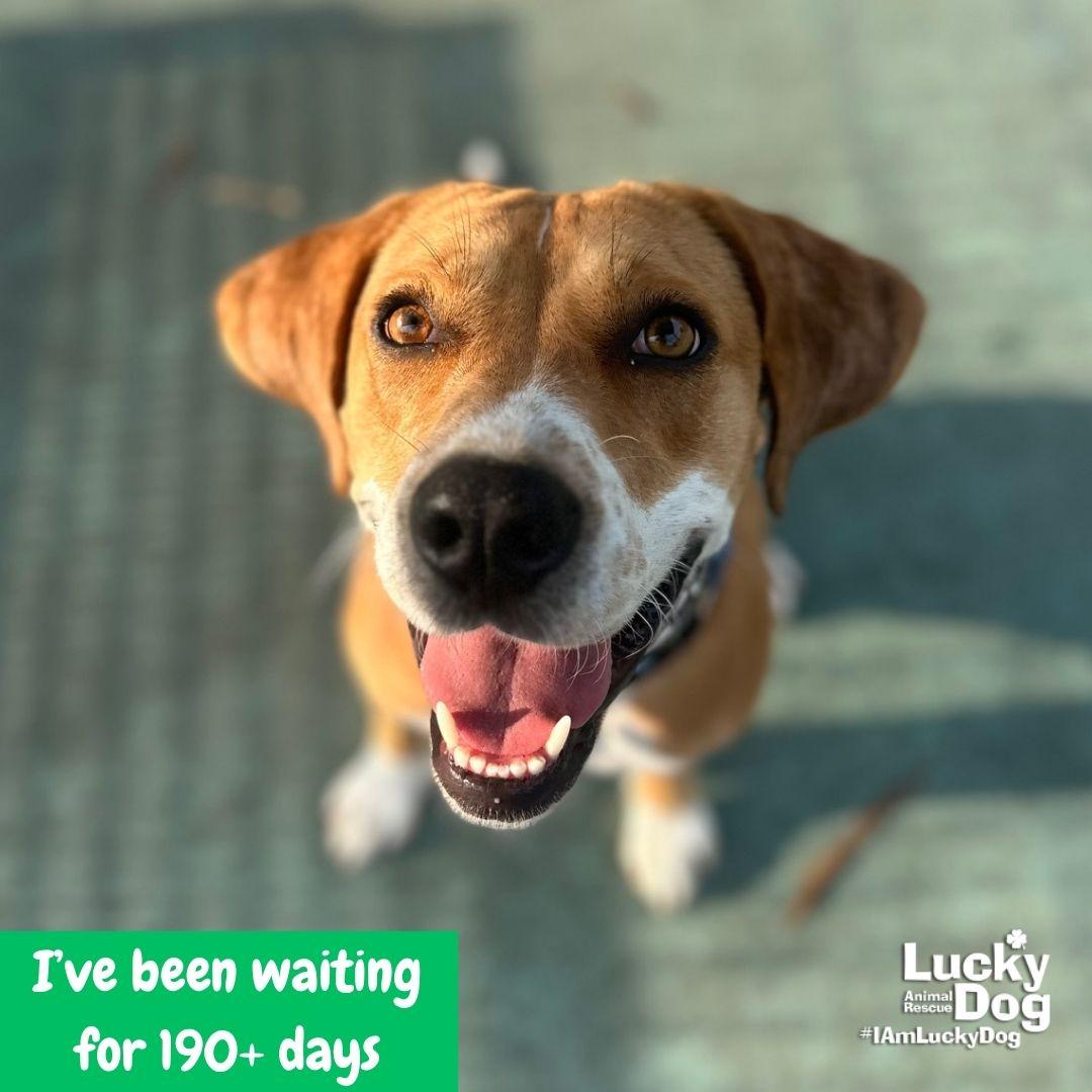 Zena, Adoptable, Young Female Retriever.