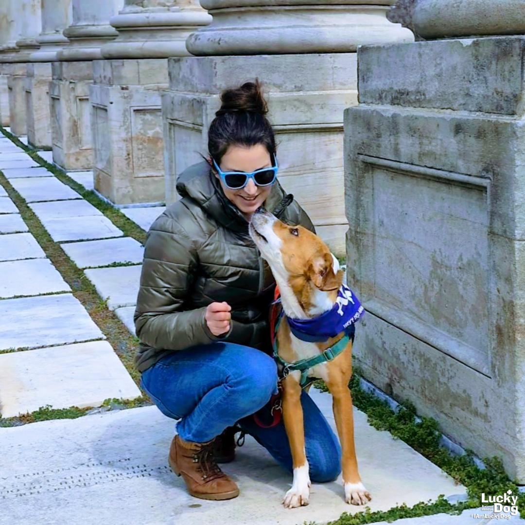 Zena, a Adoptable Retriever in Washington, DC image 1/3