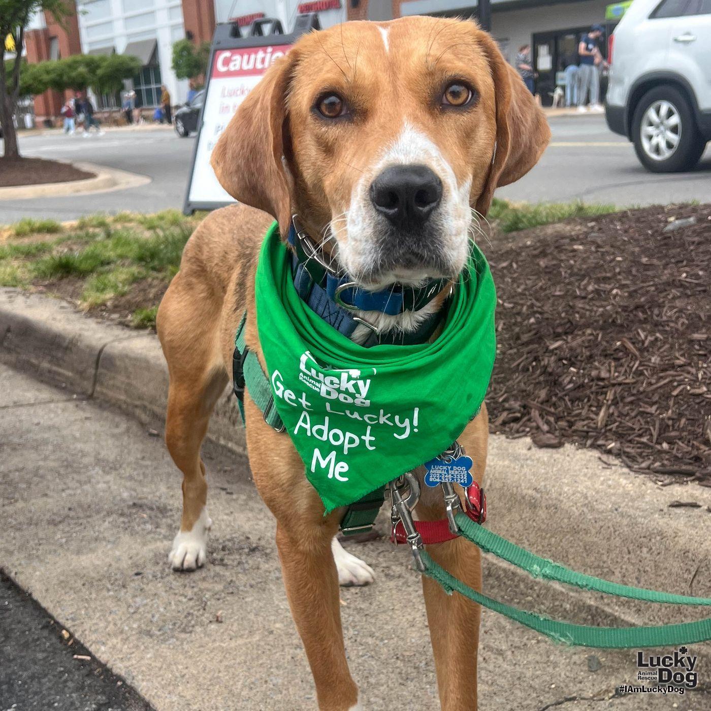 Zena, a Adoptable Retriever in Washington, DC image 2/3