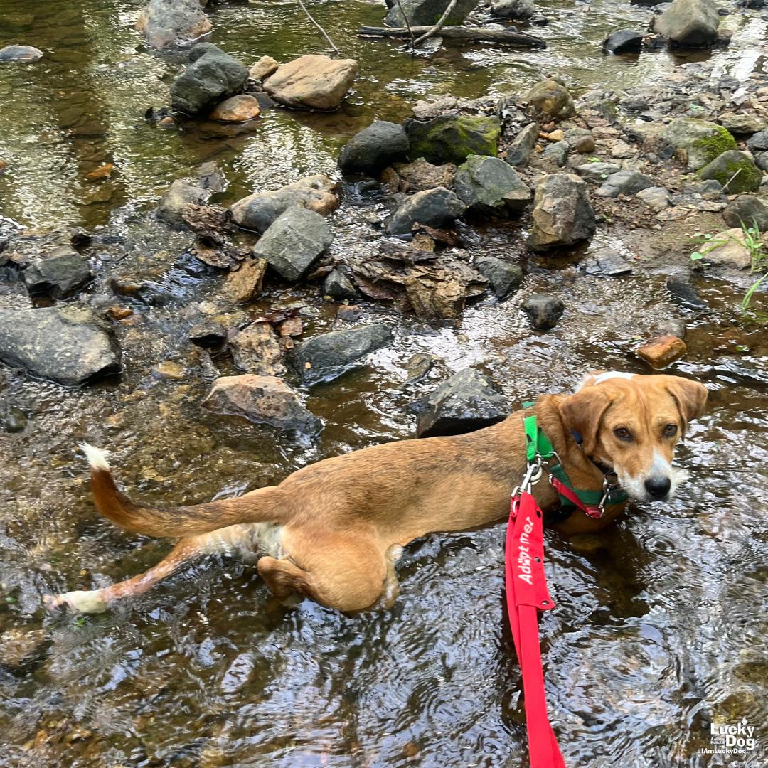 Zena, a Adoptable Retriever in Washington, DC image 3/3
