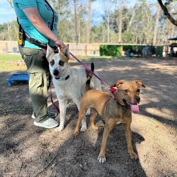 Rusty Cutie Patootie — thumbnail 3