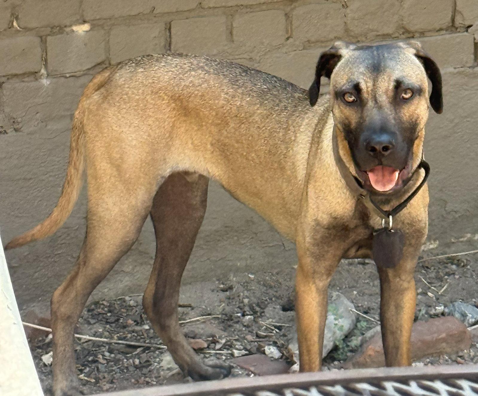 Percy #2, Adoptable, Young Male Black Mouth Cur & German Shepherd Dog.