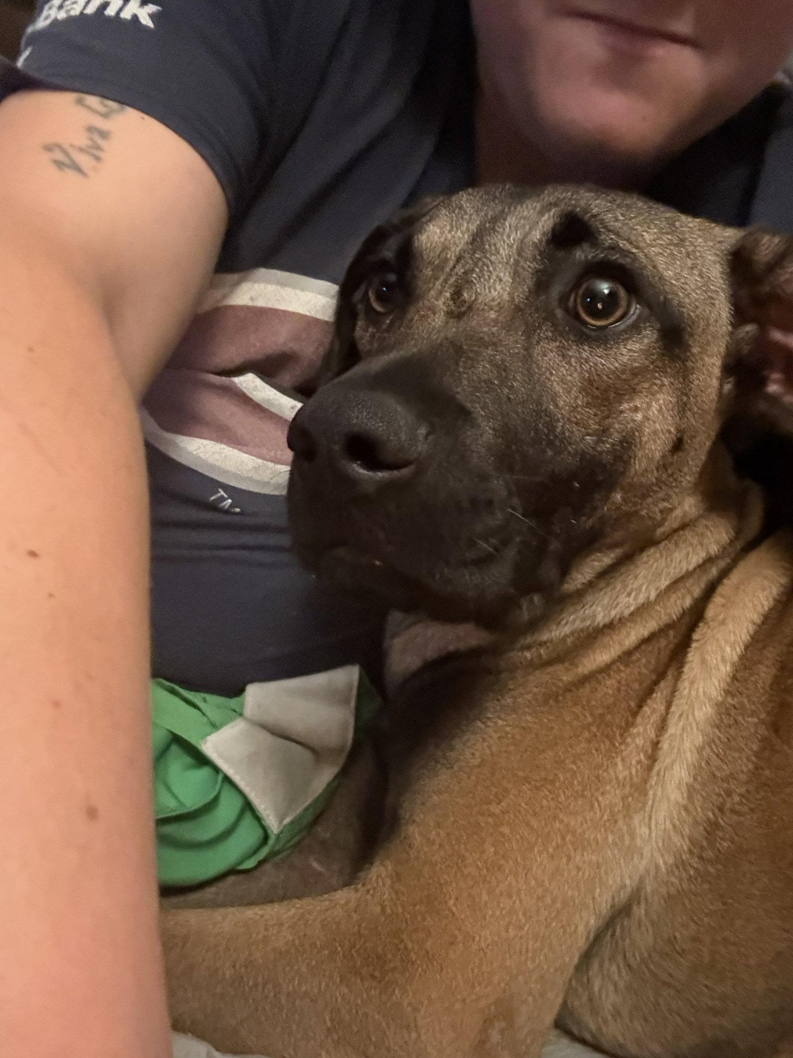 Percy #2, a Adoptable mixed breed in Aurora, CO image 2/3