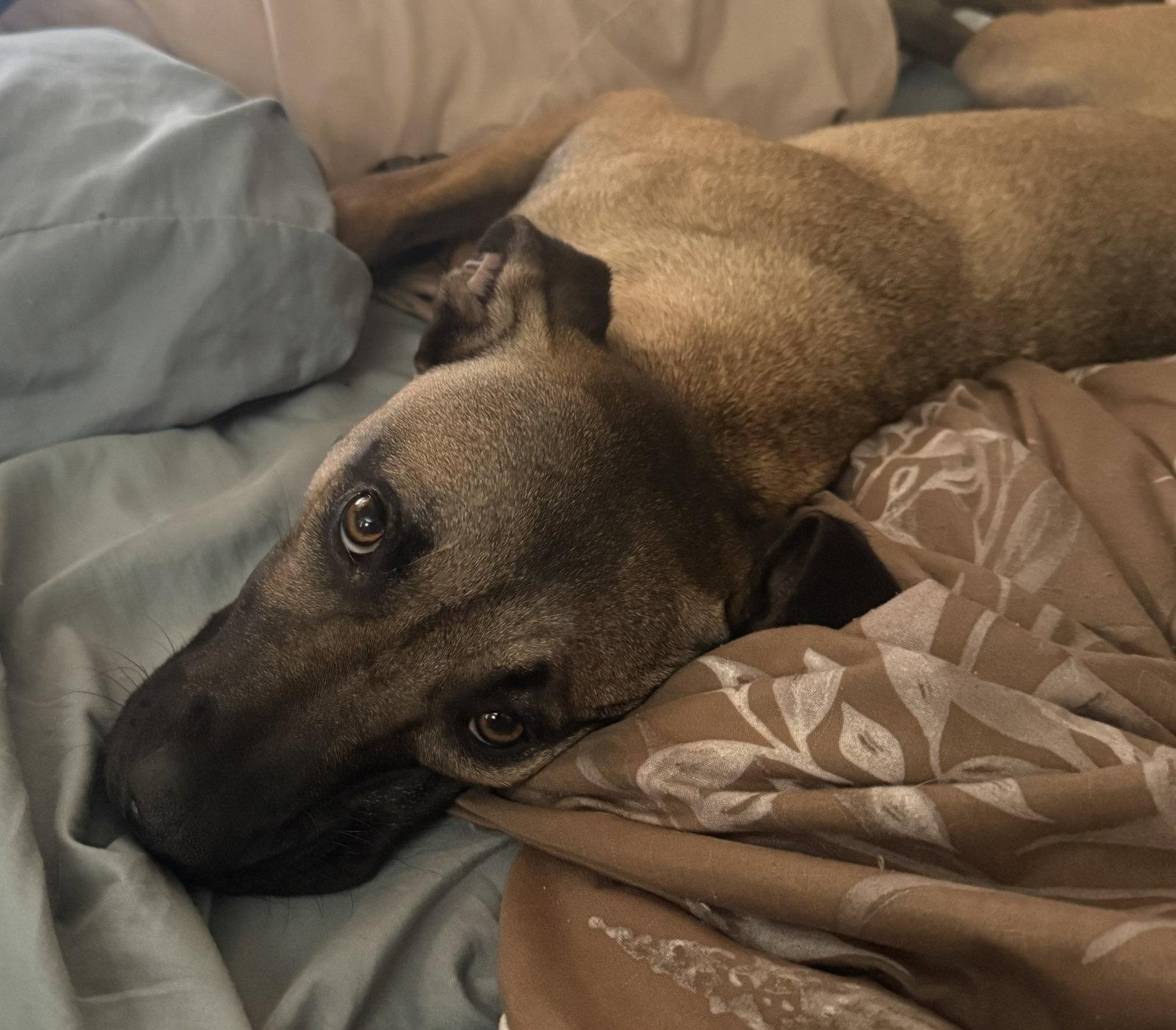 Percy #2, a Adoptable mixed breed in Aurora, CO image 3/3