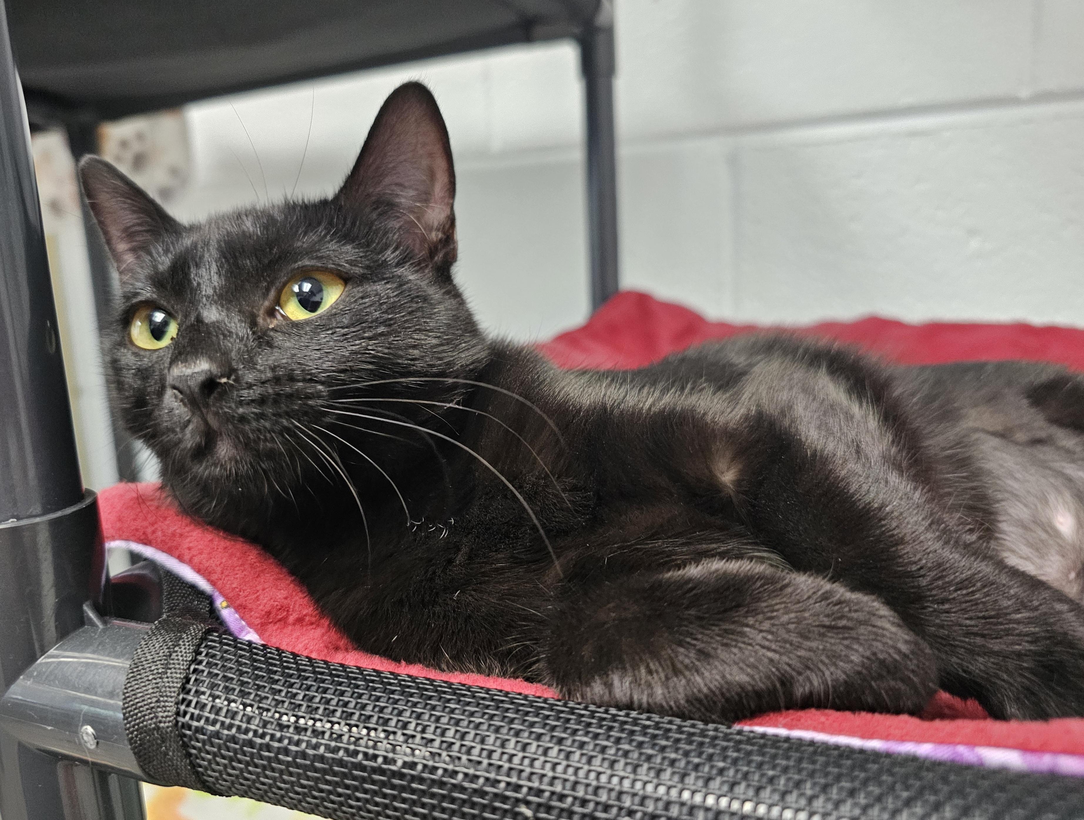 Glitz, an adopted Domestic Short Hair in Morganton, NC image 2/3
