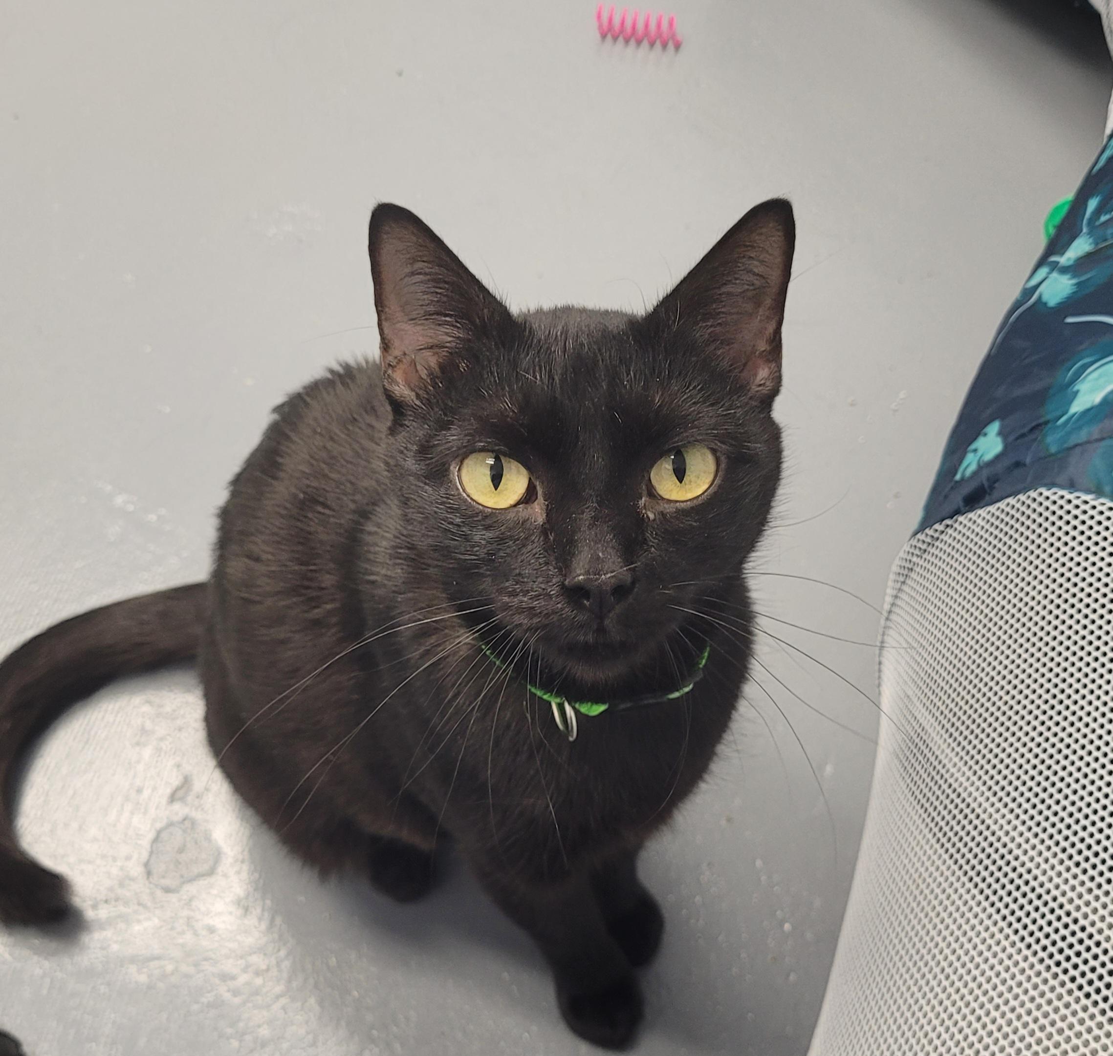 Glitz, an adopted Domestic Short Hair in Morganton, NC image 1/3