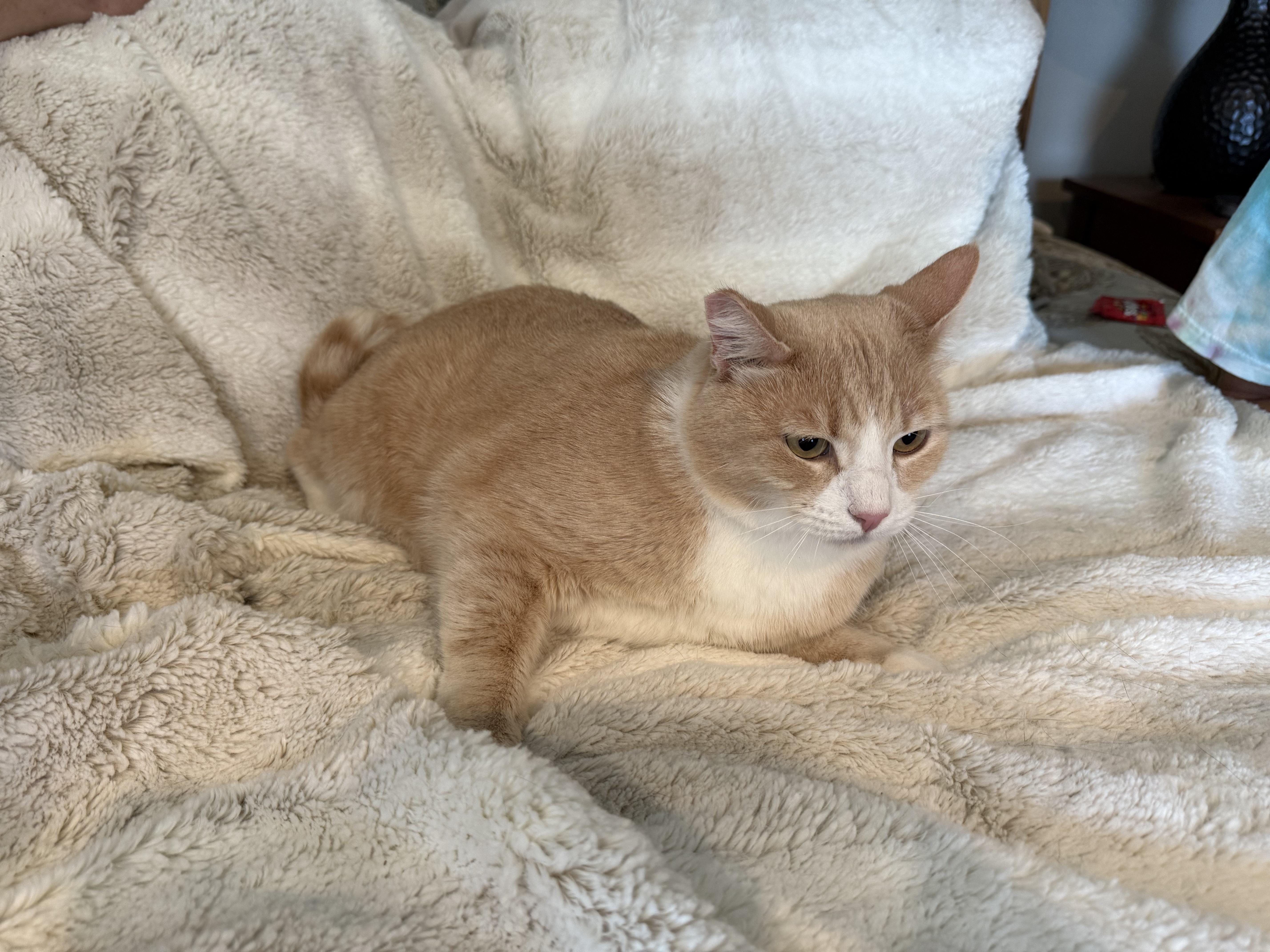 Charlie, an adoptable Domestic Medium Hair in Selah, WA, 98942 | Photo Image 4