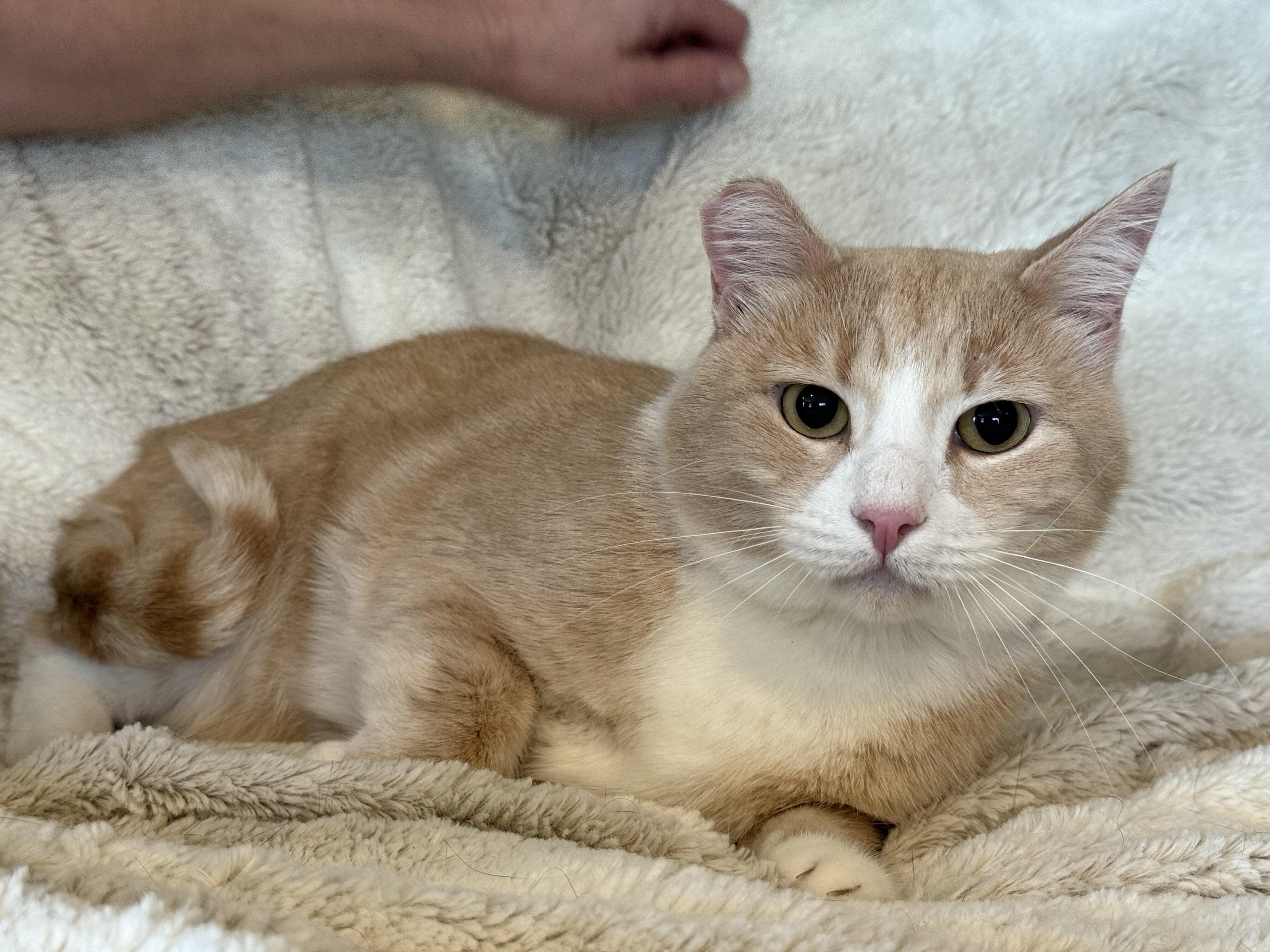 Charlie, an adoptable Domestic Medium Hair in Selah, WA, 98942 | Photo Image 3