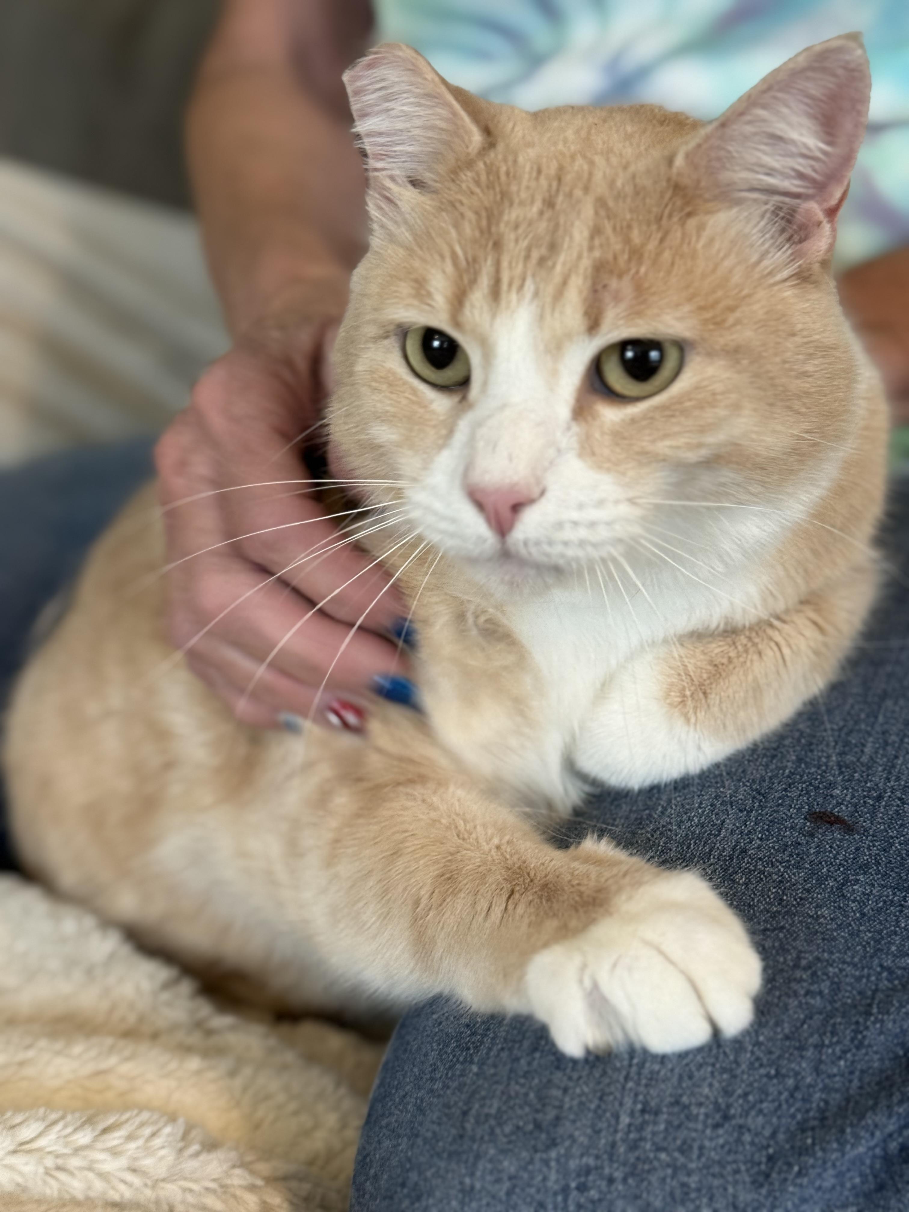 Enlarge Charlie, a Adoptable Domestic Medium Hair in Selah, WA image 2/6