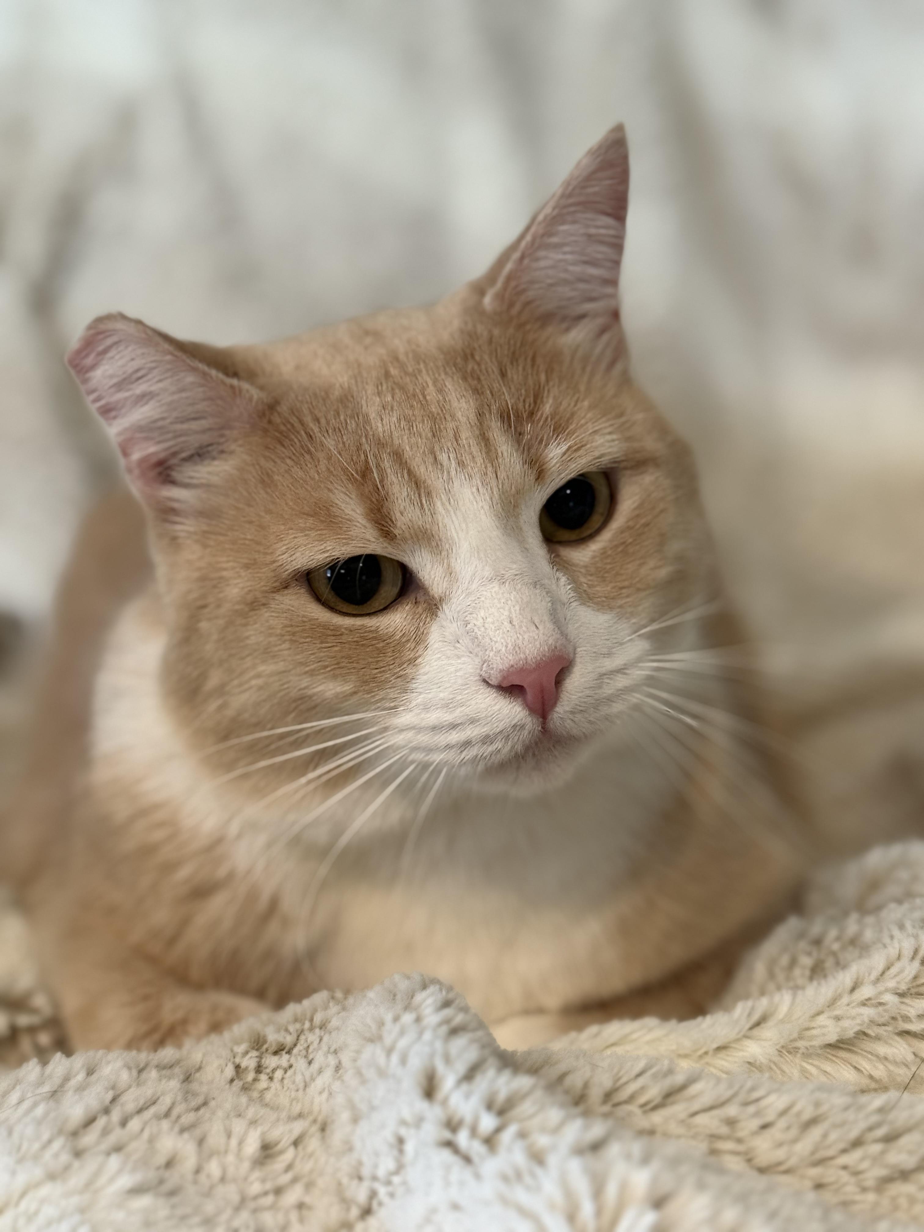 Enlarge Charlie, a Adoptable Domestic Medium Hair in Selah, WA image 3/6