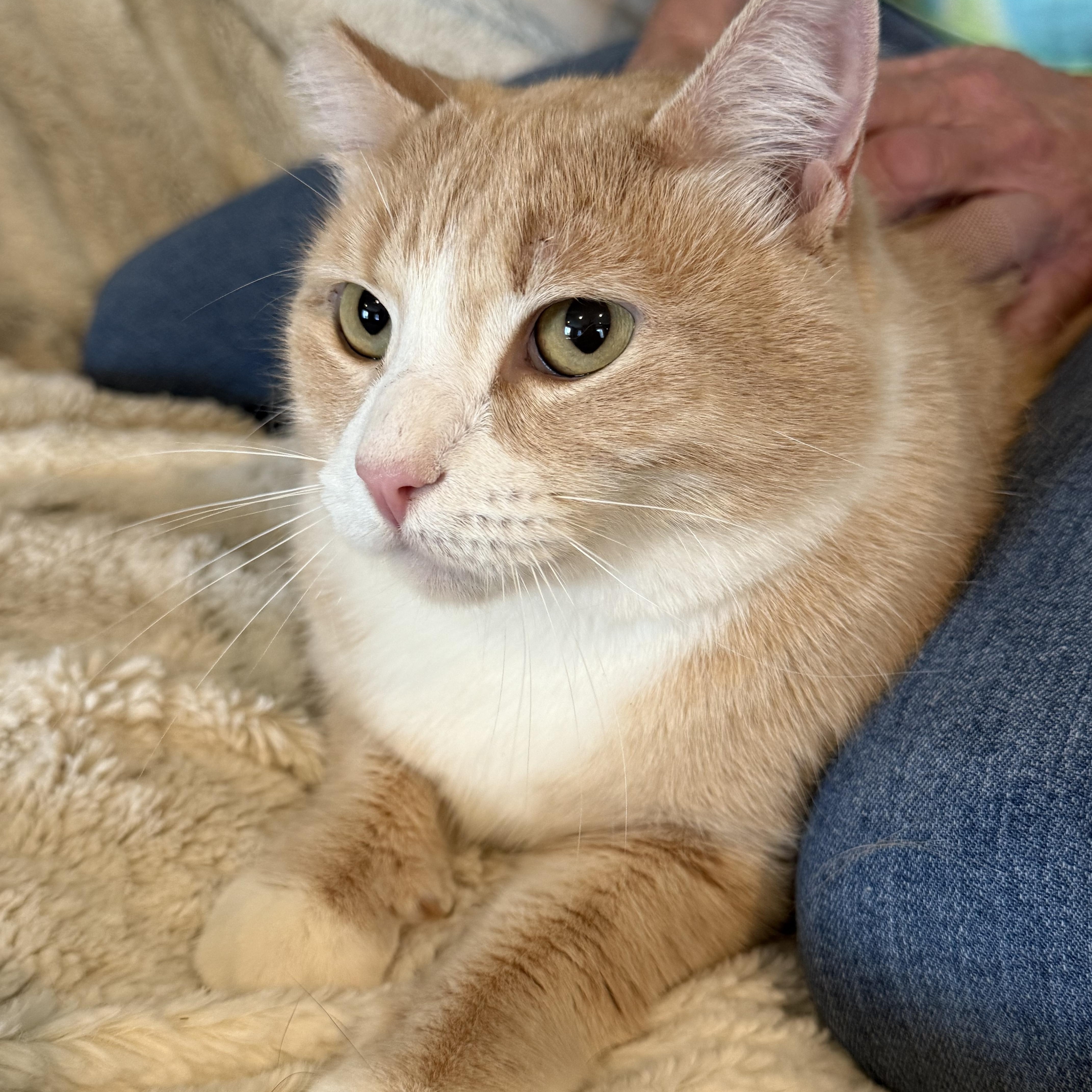 Enlarge Charlie, a Adoptable Domestic Medium Hair in Selah, WA image 6/6