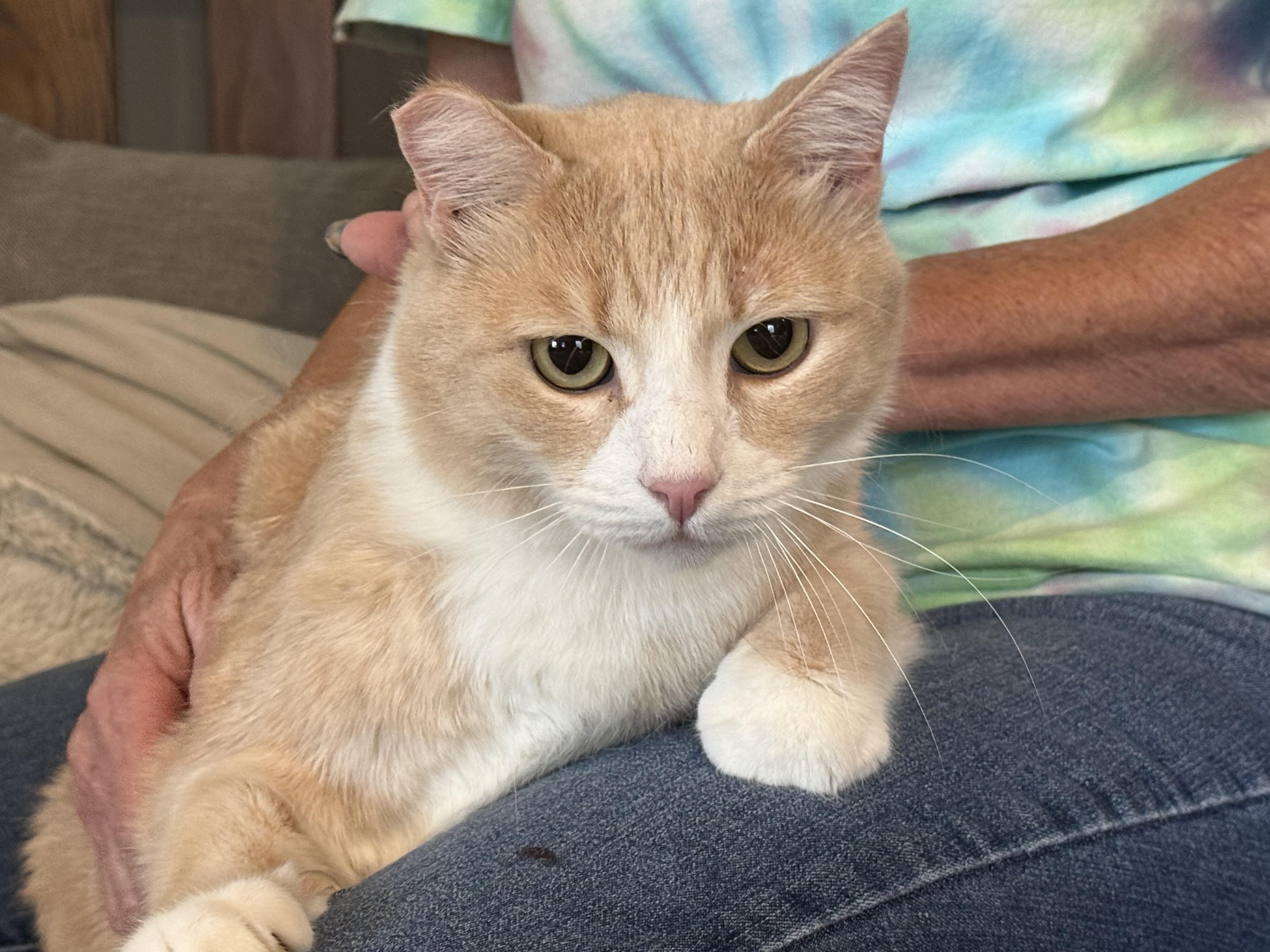 Charlie, an adoptable Domestic Medium Hair in Selah, WA, 98942 | Photo Image 6
