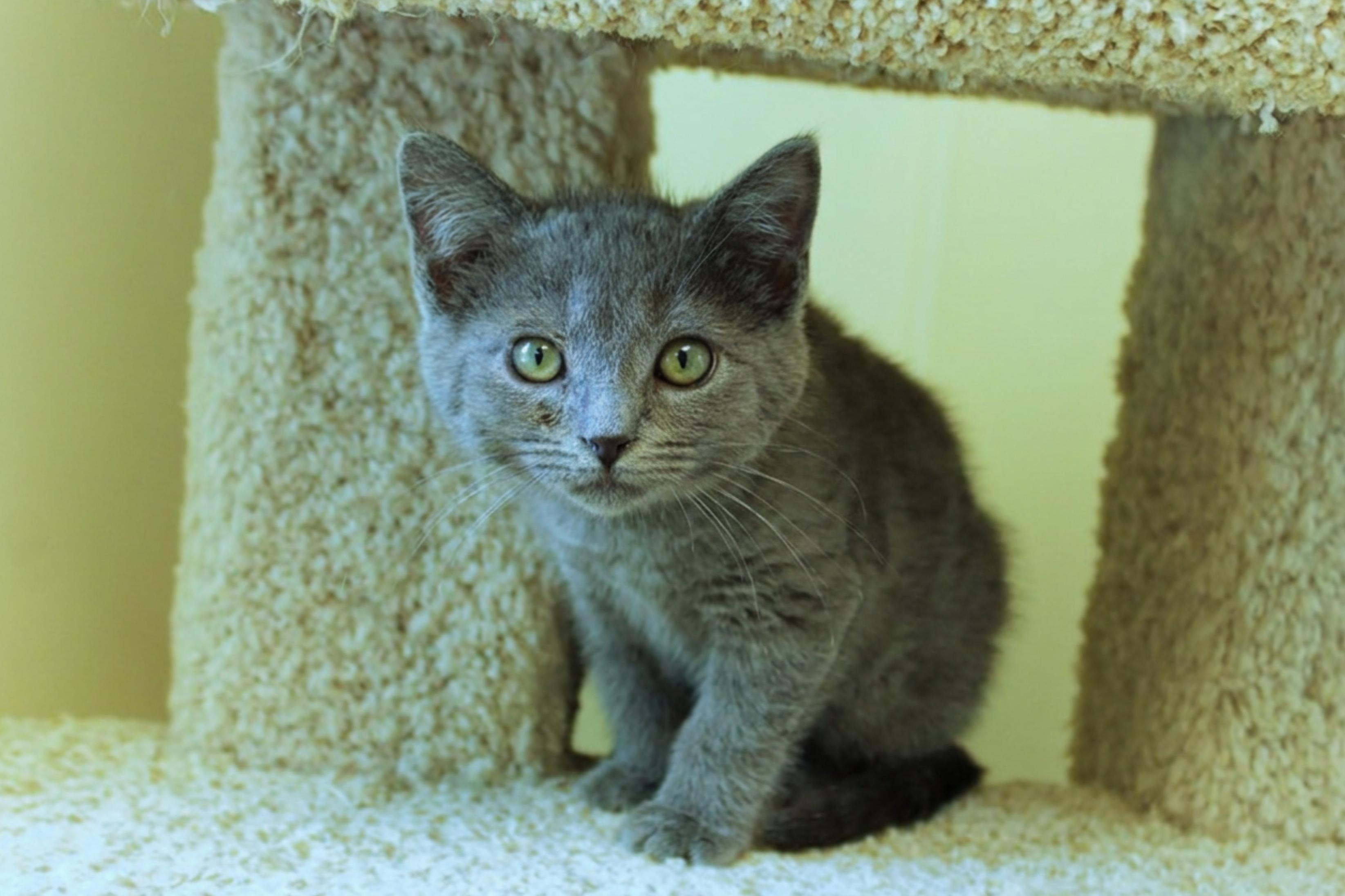 Enlarge Sterling, an adopted mixed breed in Urbana, OH image 3/6