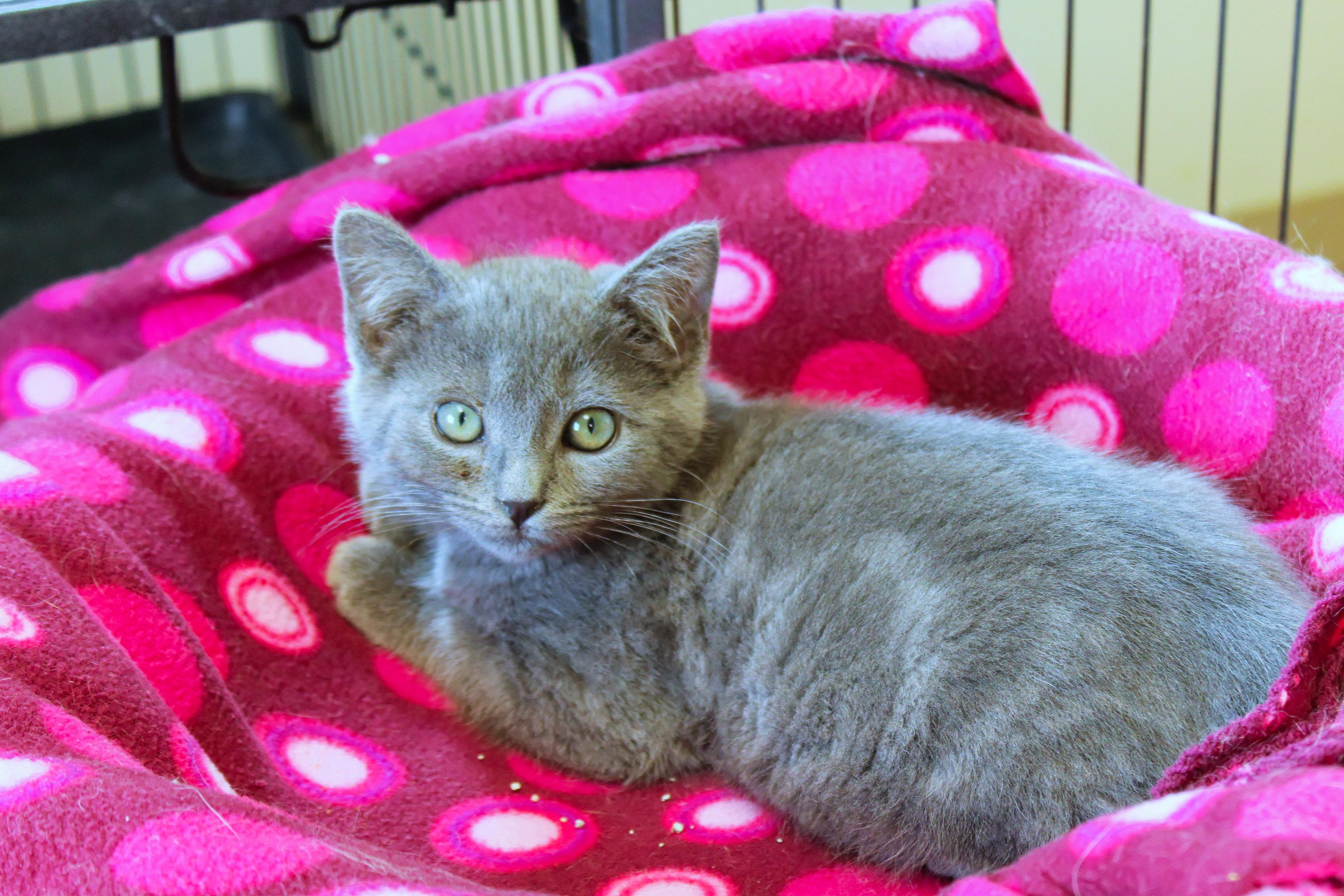 Enlarge Sterling, an adopted mixed breed in Urbana, OH image 6/6