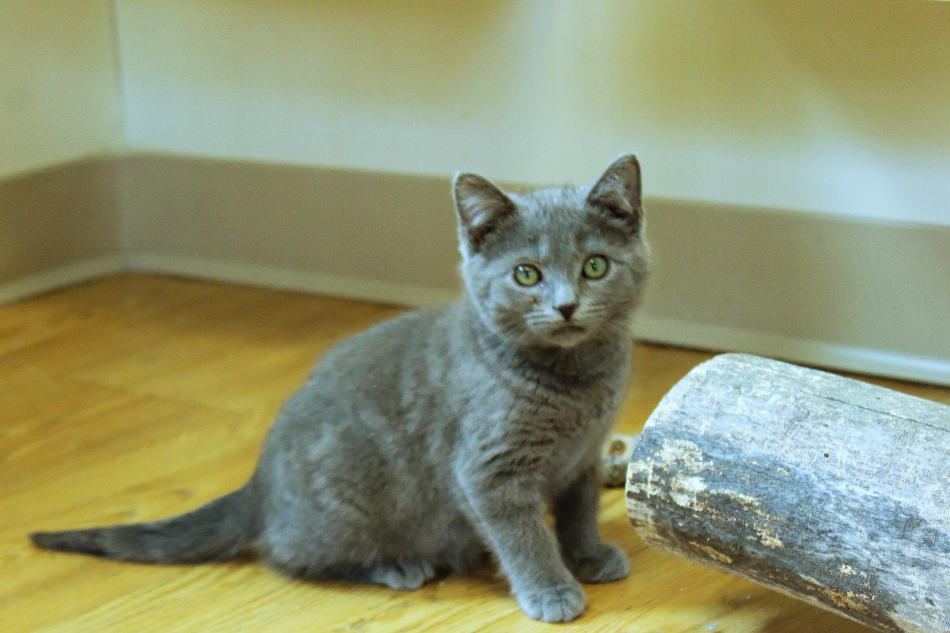 Enlarge Sterling, an adopted mixed breed in Urbana, OH image 2/6