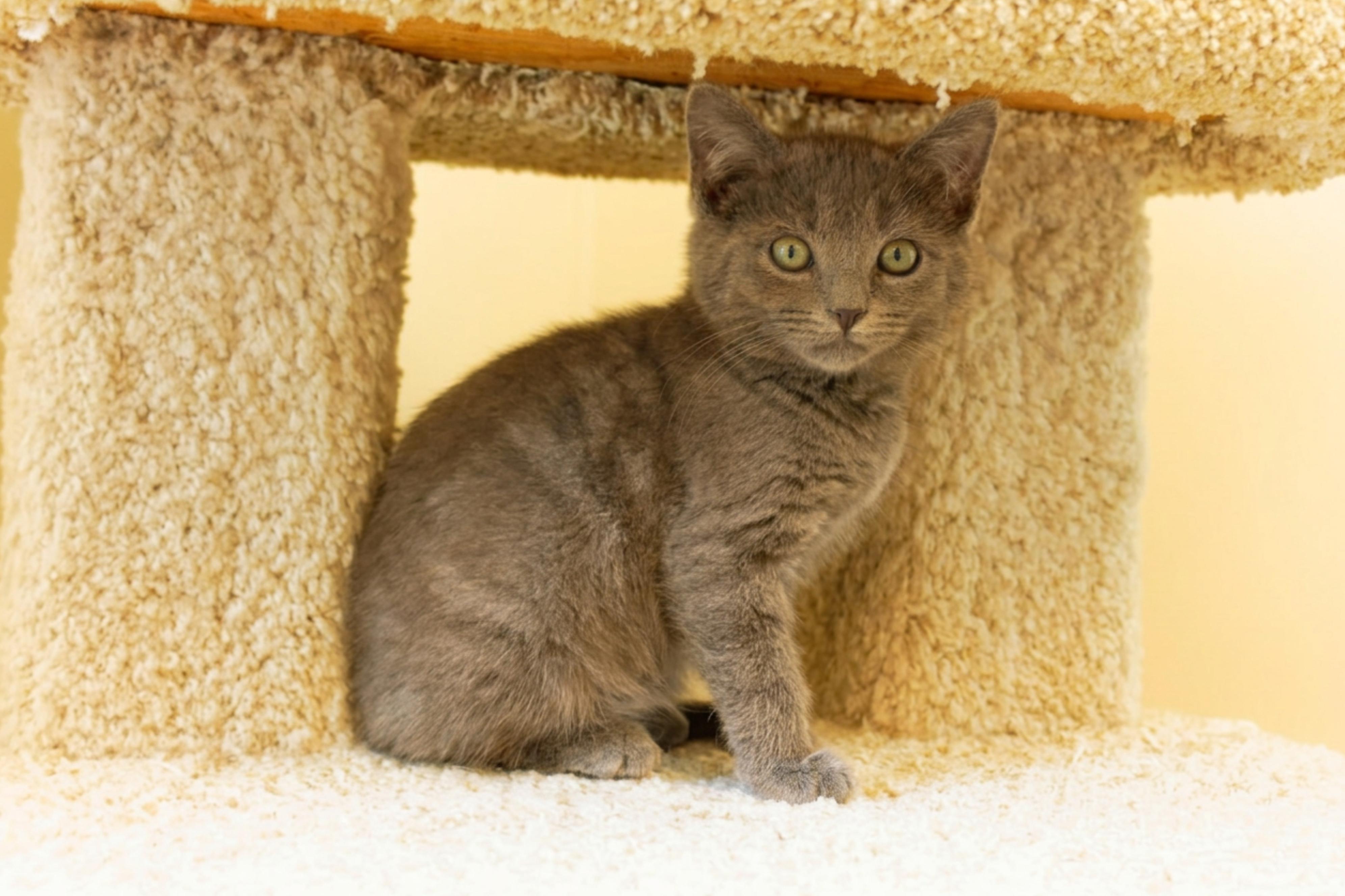 Enlarge Sterling, an adopted mixed breed in Urbana, OH image 4/6