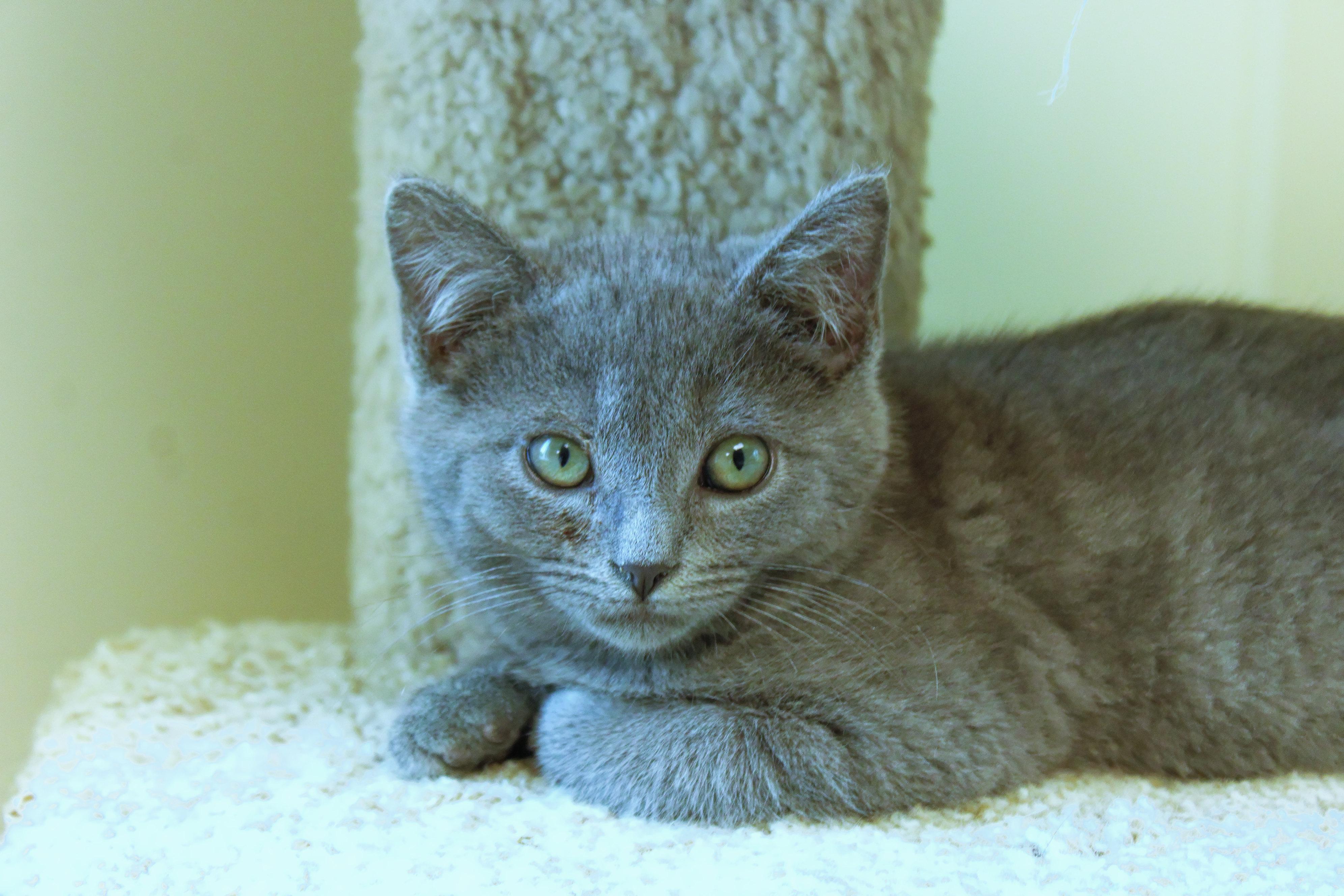 Sterling, adopted, Kitten Male Russian Blue & Domestic Short Hair.