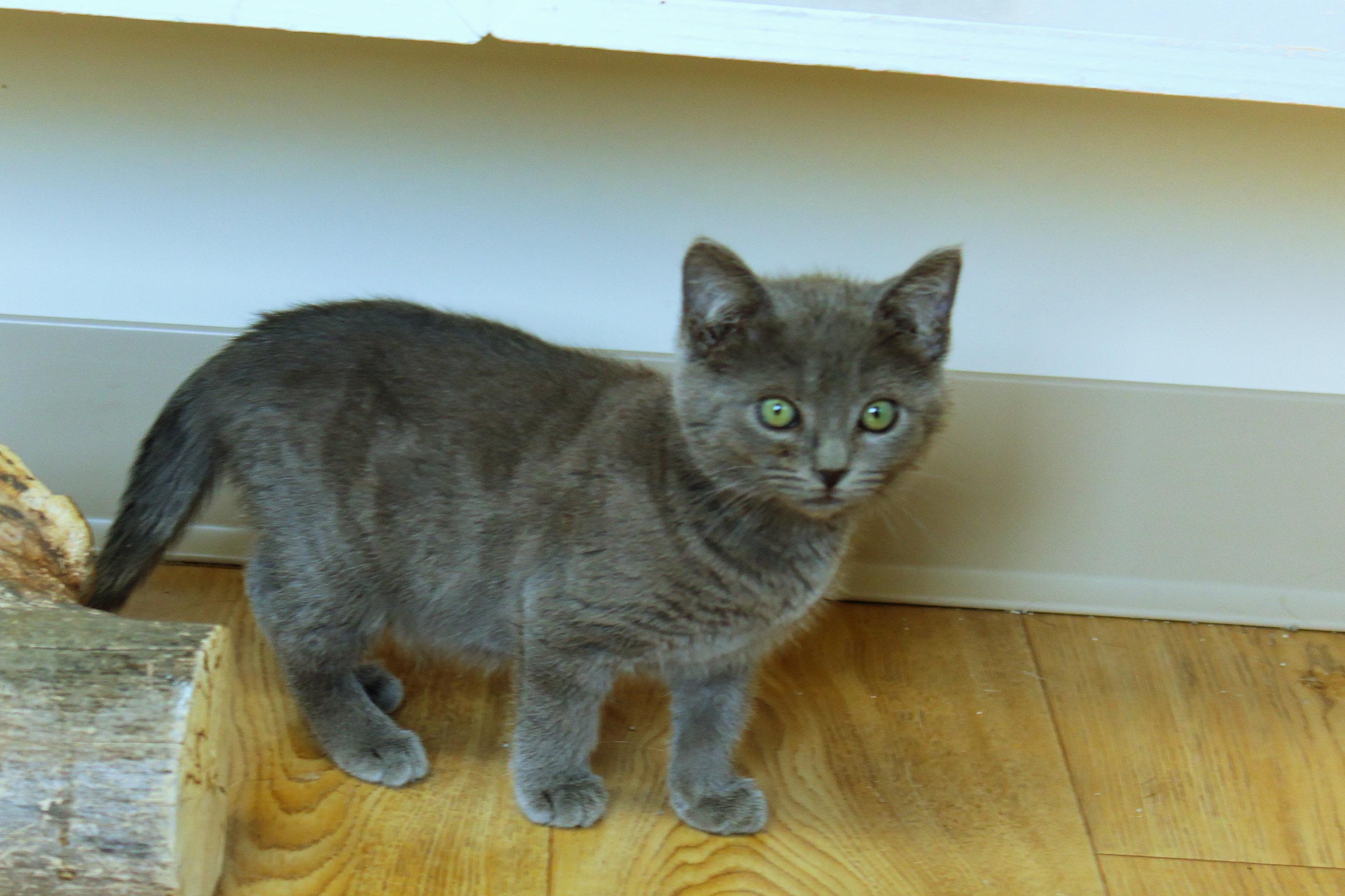 Enlarge Sterling, an adopted mixed breed in Urbana, OH image 5/6