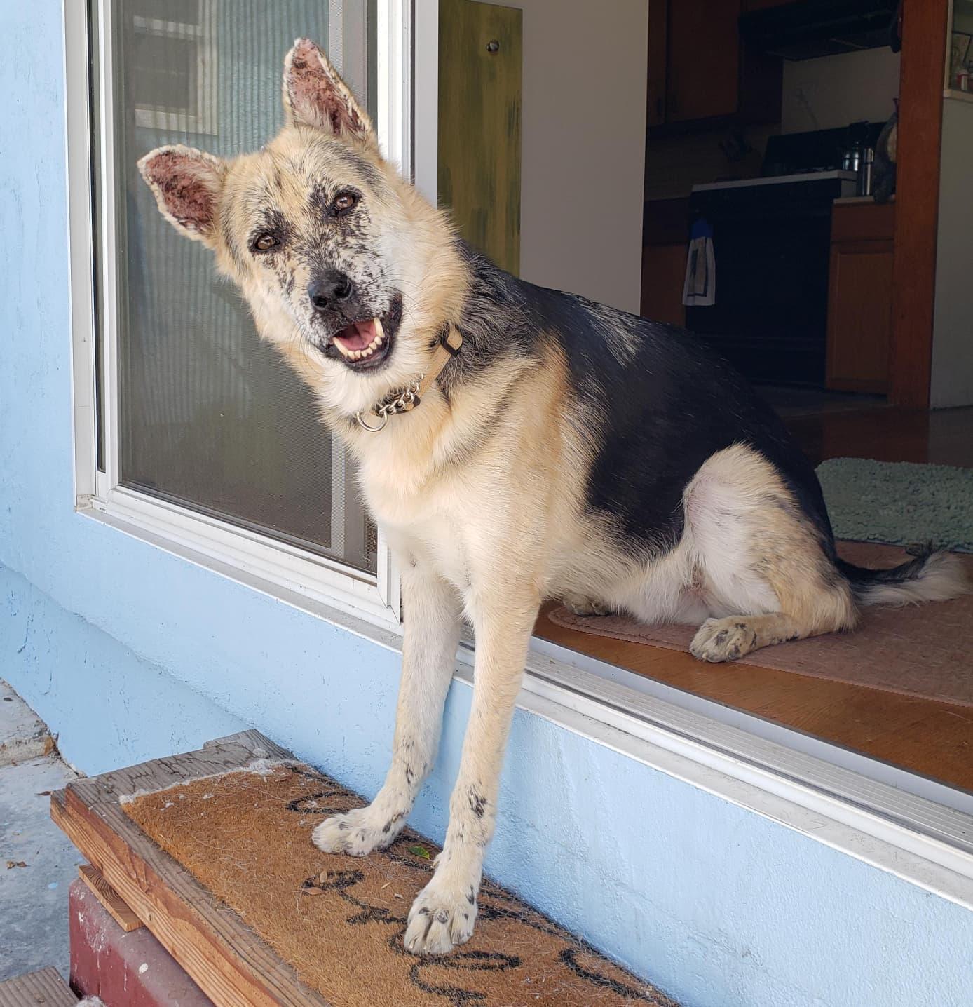 Thor, a ADOPTABLE mixed breed in Burbank, CA image 2/6