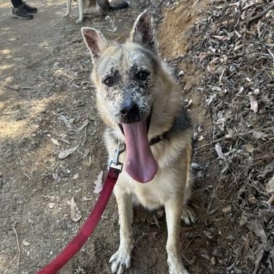 Thor, a ADOPTABLE mixed breed in Burbank, CA image 3/6