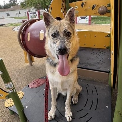 Thor, ADOPTABLE, Young Male German Shepherd Dog & Husky.