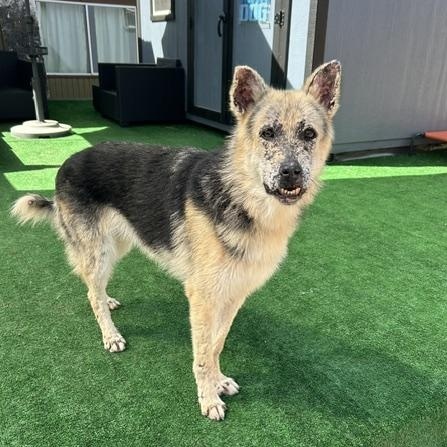Thor, a ADOPTABLE mixed breed in Burbank, CA image 4/6