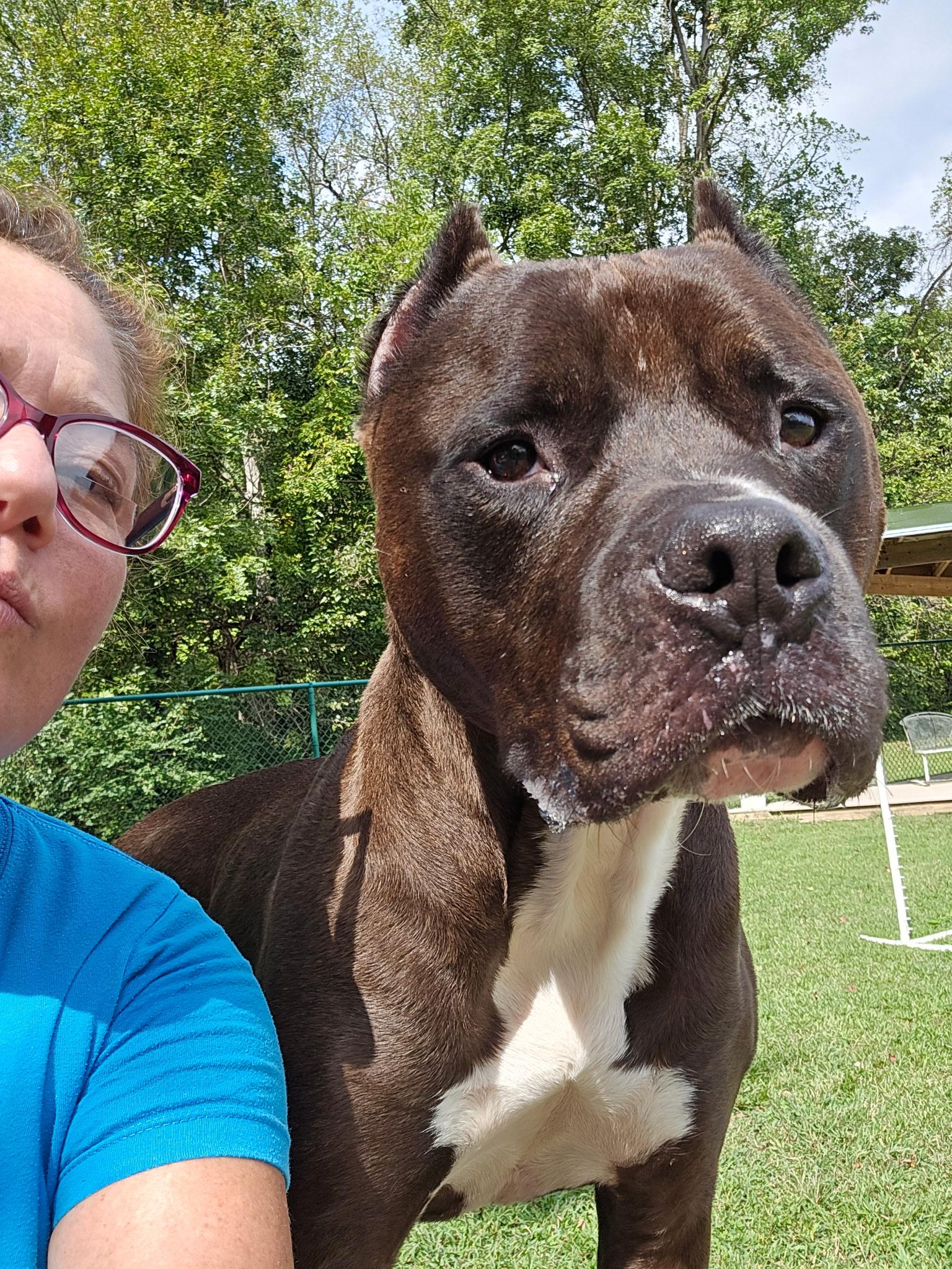 Franklin, a Adoptable Cane Corso in Saluda, VA image 2/6