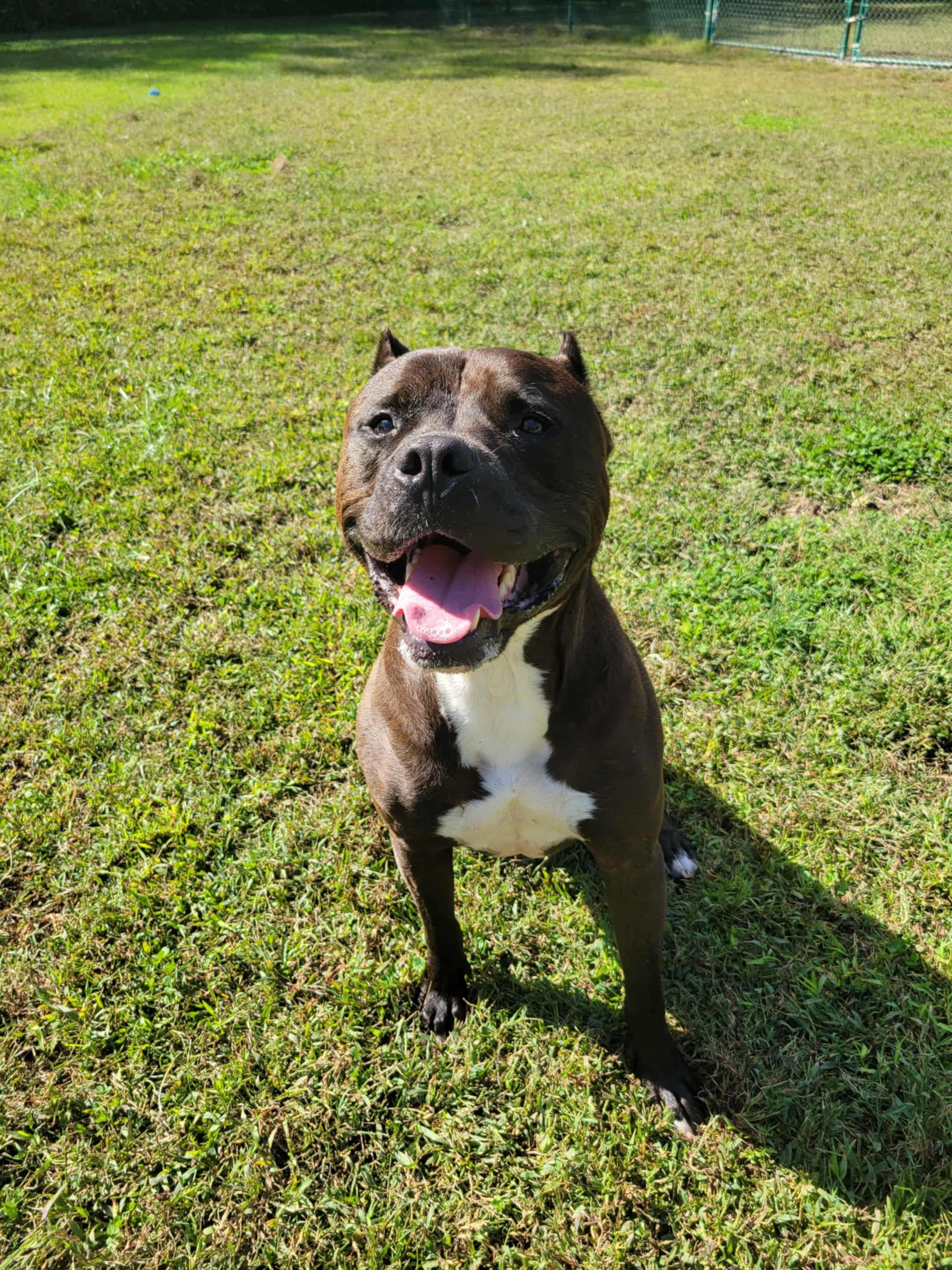 Franklin, a Adoptable Cane Corso in Saluda, VA image 3/6