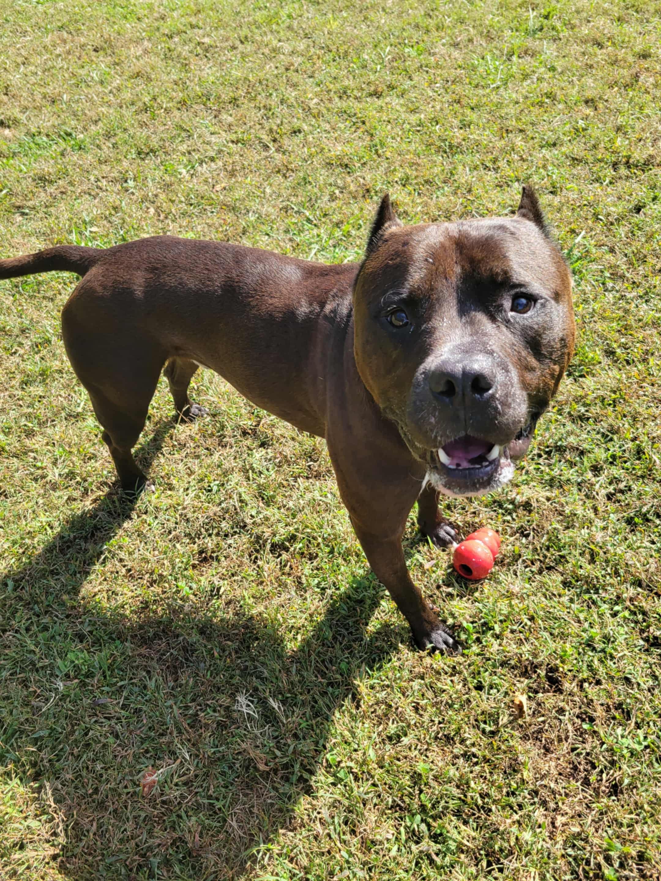 Franklin, Adoptable, Young Male Cane Corso.