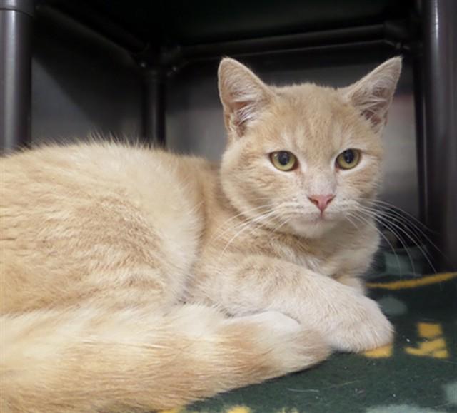 GUMBALL, Adoptable, Young Male Domestic Short Hair.