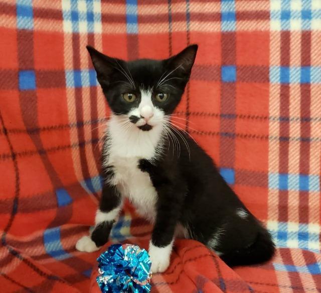 Meredith, Adoptable, Adult Female Domestic Short Hair.