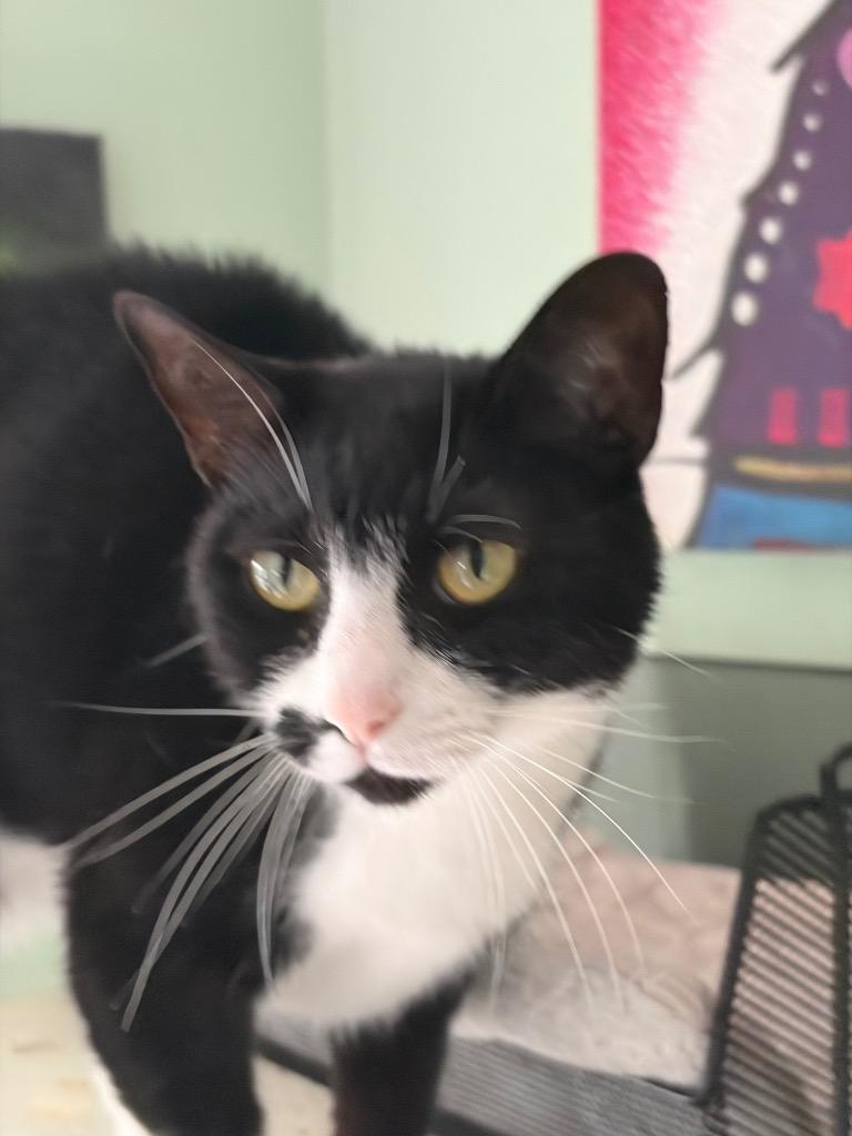 Enlarge Meredith, a Adoptable mixed breed in Hoover , AL image 2/2