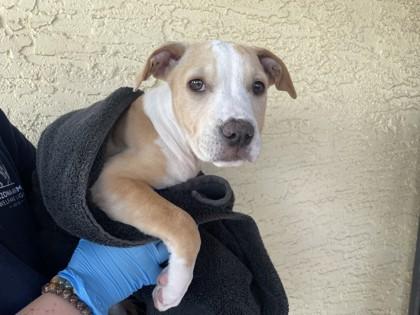 Umami, Adoptable, Puppy Female American Staffordshire Terrier & Mixed Breed.