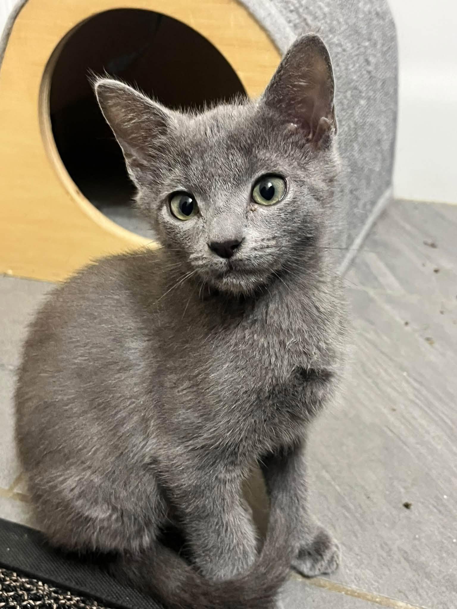 Enlarge Phish, a Adoptable Domestic Short Hair in Clarksville, TN image 4/4