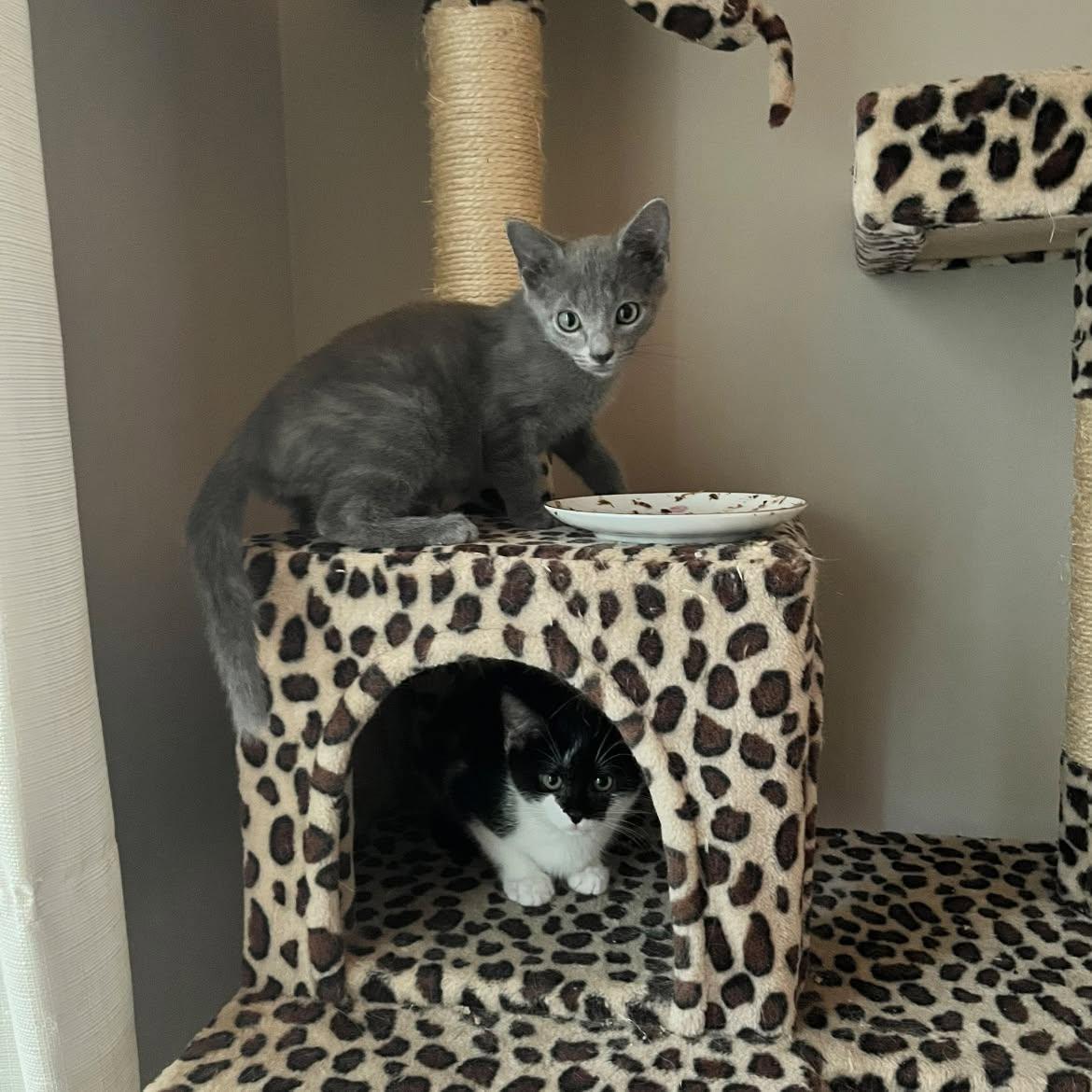 Enlarge Phish, a Adoptable Domestic Short Hair in Clarksville, TN image 2/4