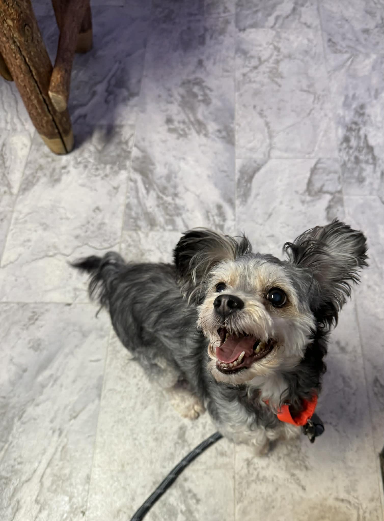 Buddy, ADOPTABLE, Senior Male Shih Tzu.