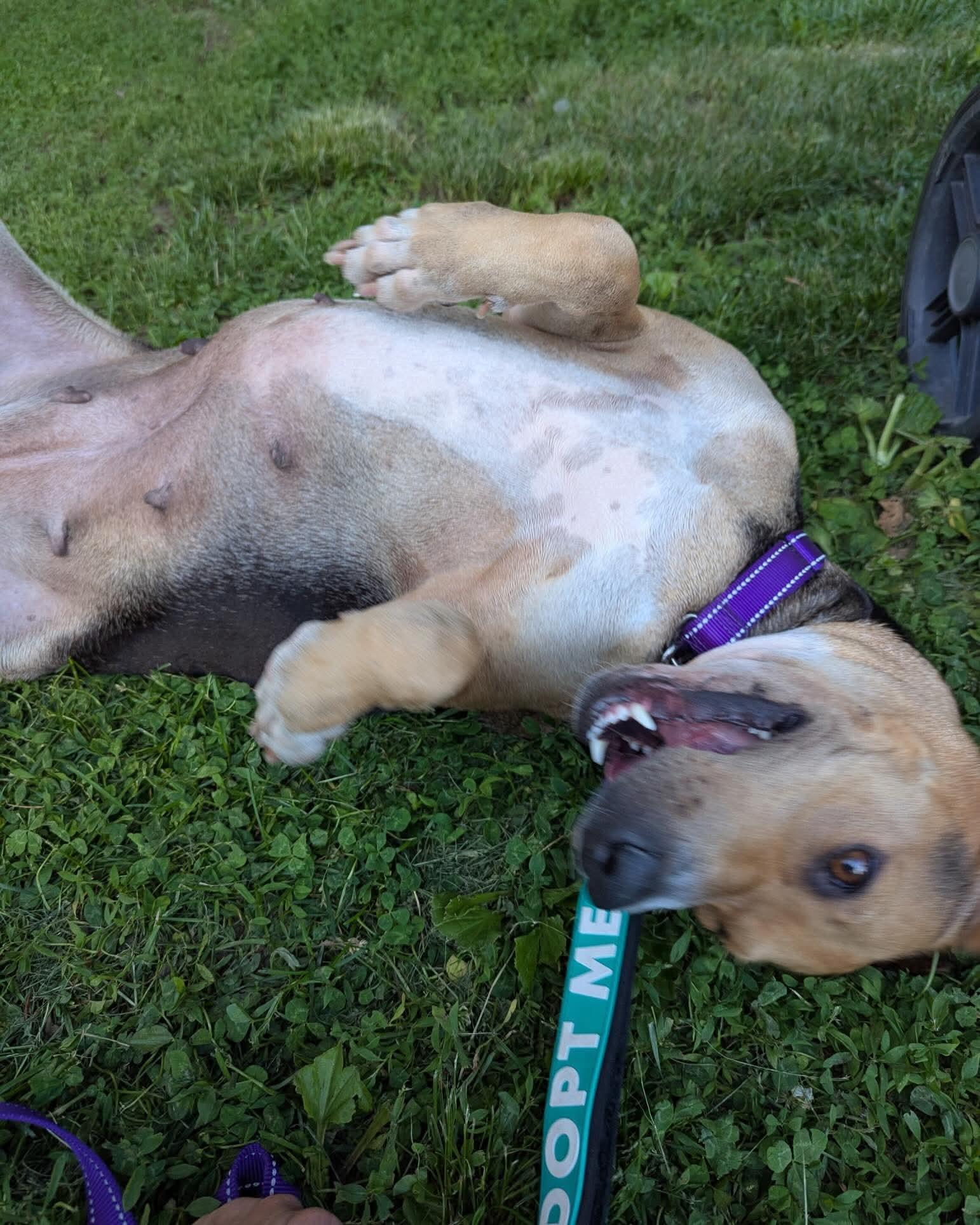 Enlarge Esme, a ADOPTABLE mixed breed in Elwood, NJ image 3/5