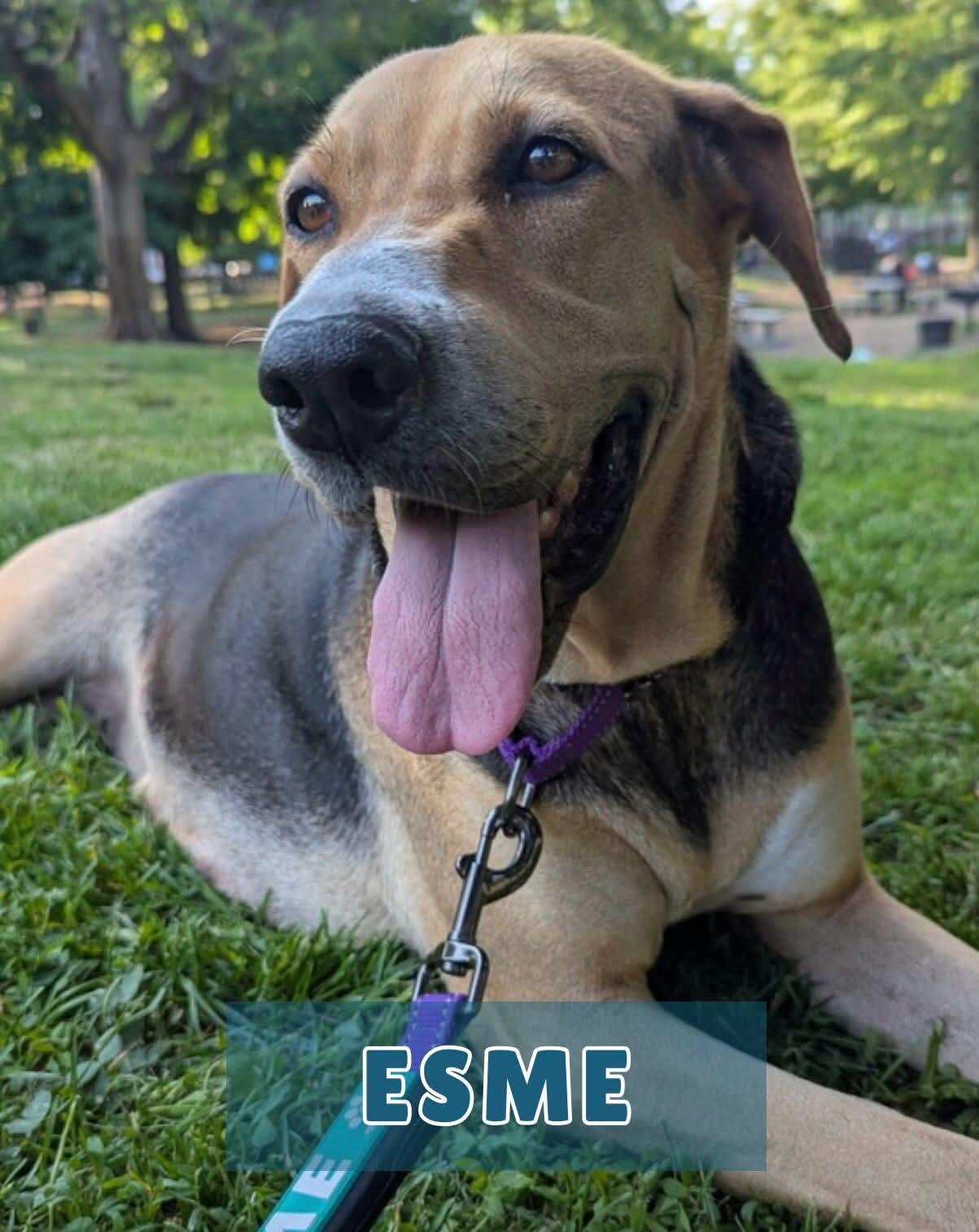 Enlarge Esme, a ADOPTABLE mixed breed in Elwood, NJ image 5/5
