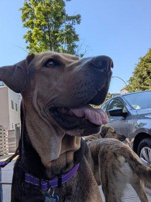 Enlarge Esme, a ADOPTABLE mixed breed in Elwood, NJ image 4/5