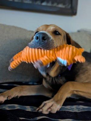 Enlarge Esme, a ADOPTABLE mixed breed in Elwood, NJ image 2/5
