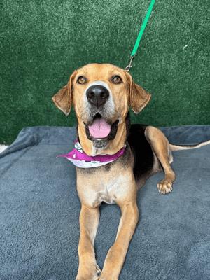 Esme, ADOPTABLE, Adult Female Hound & Great Dane.