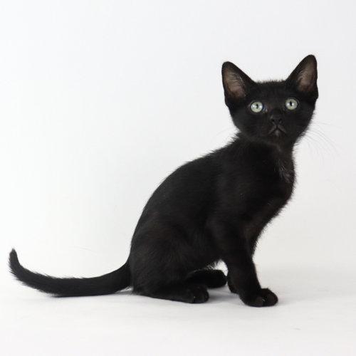 Bliss, Adopted, Kitten Male Domestic Short Hair.