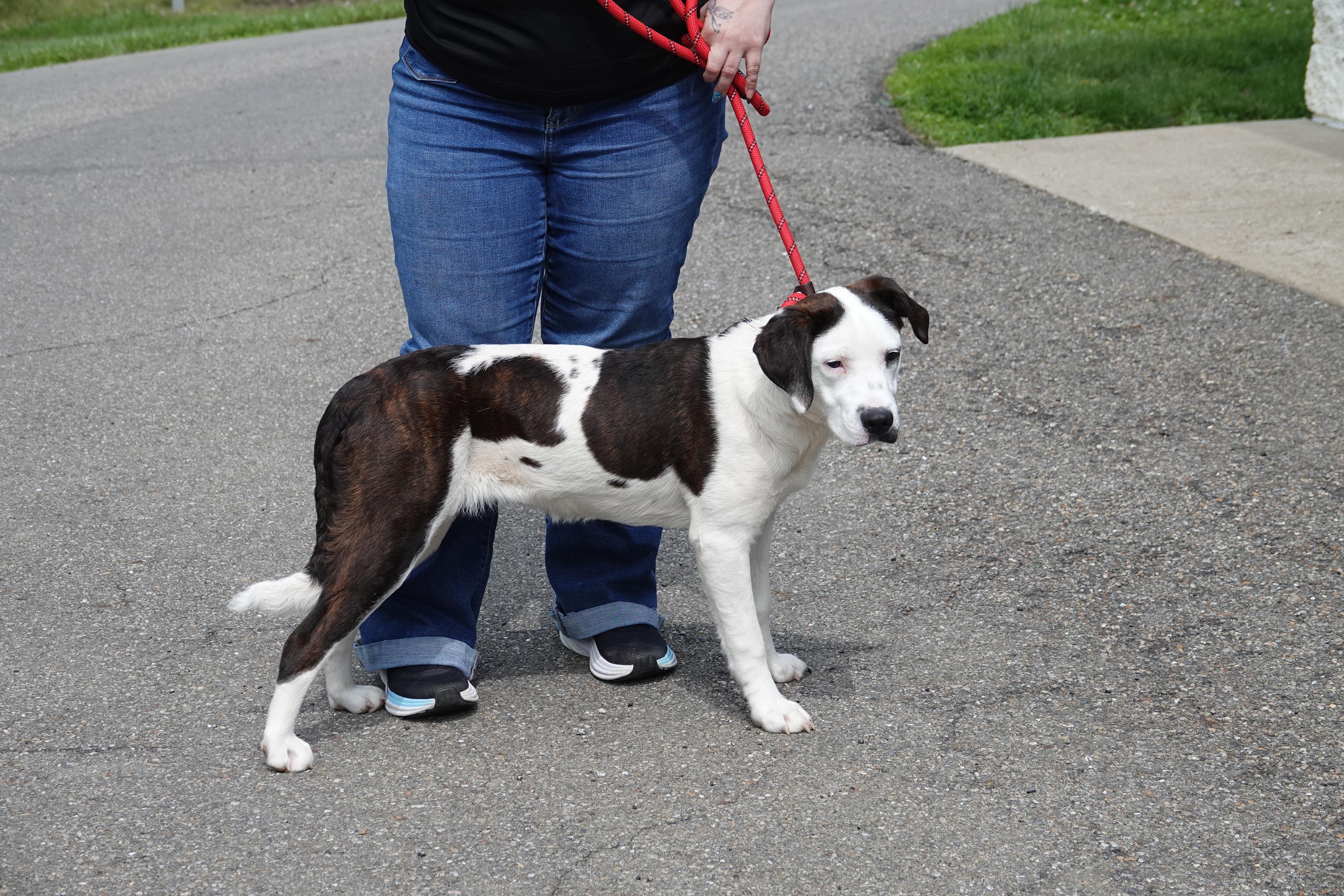 Faith, a ADOPTABLE Mixed Breed in Millfield, OH image 3/3